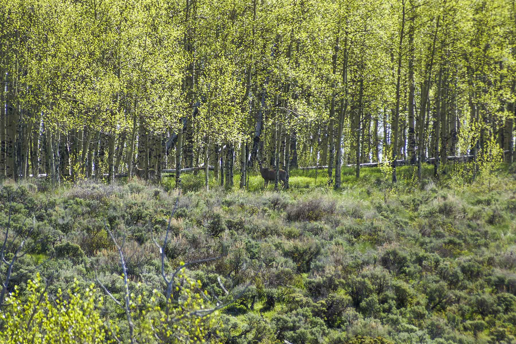 Owen-Skiles Sunnyside Ranch property picture 36 of 54