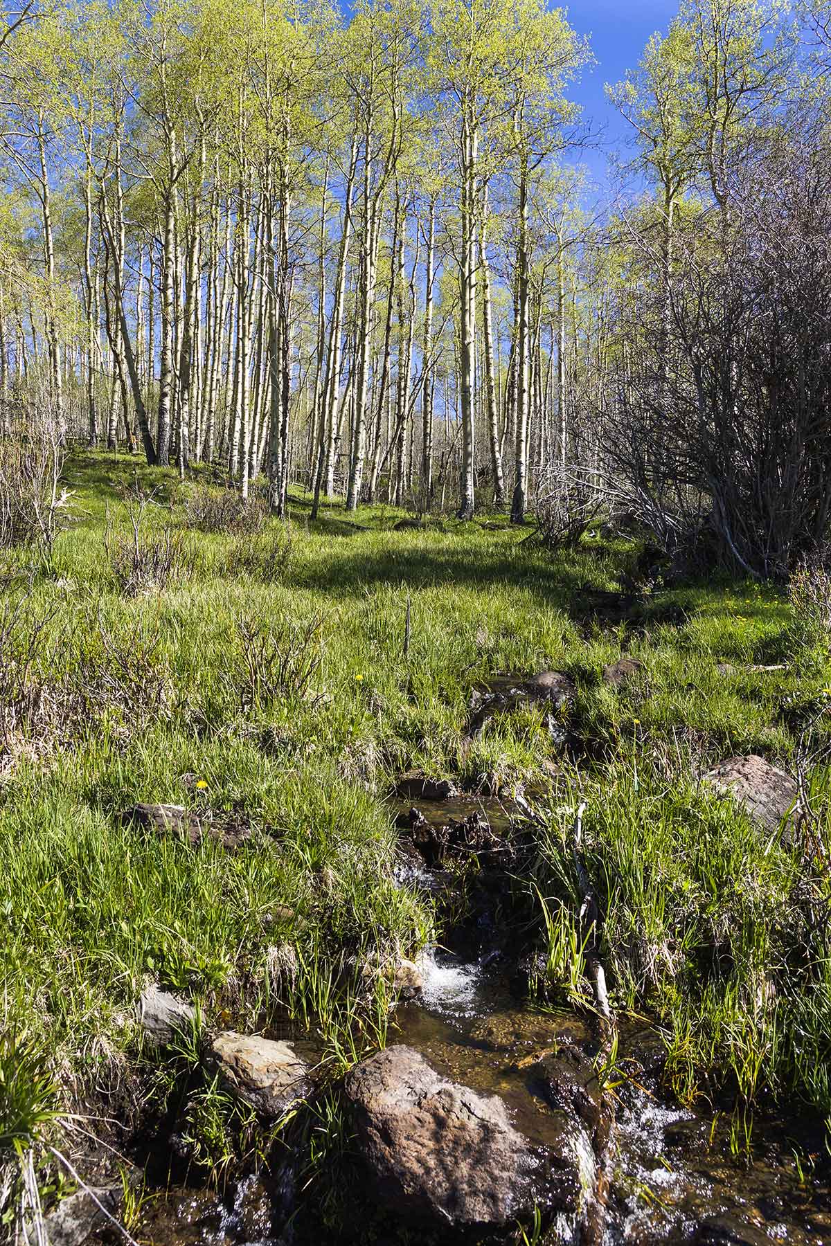 Owen-Skiles Sunnyside Ranch property picture 48 of 54