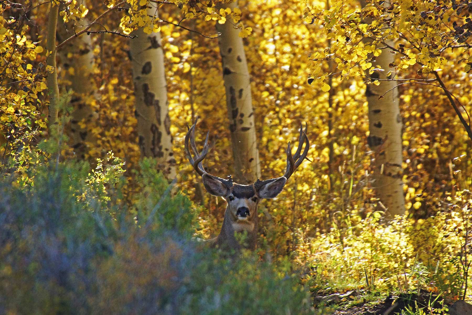 Owen-Skiles Sunnyside Ranch property picture 8 of 54