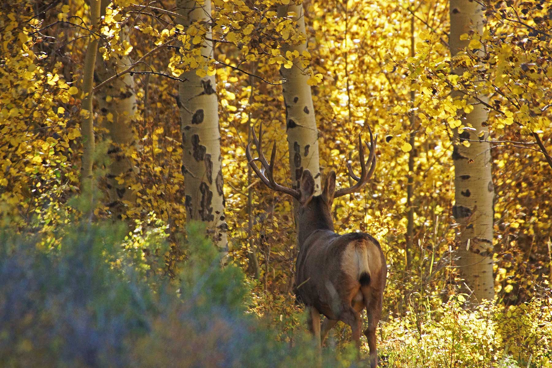 Owen-Skiles Sunnyside Ranch property picture 17 of 54