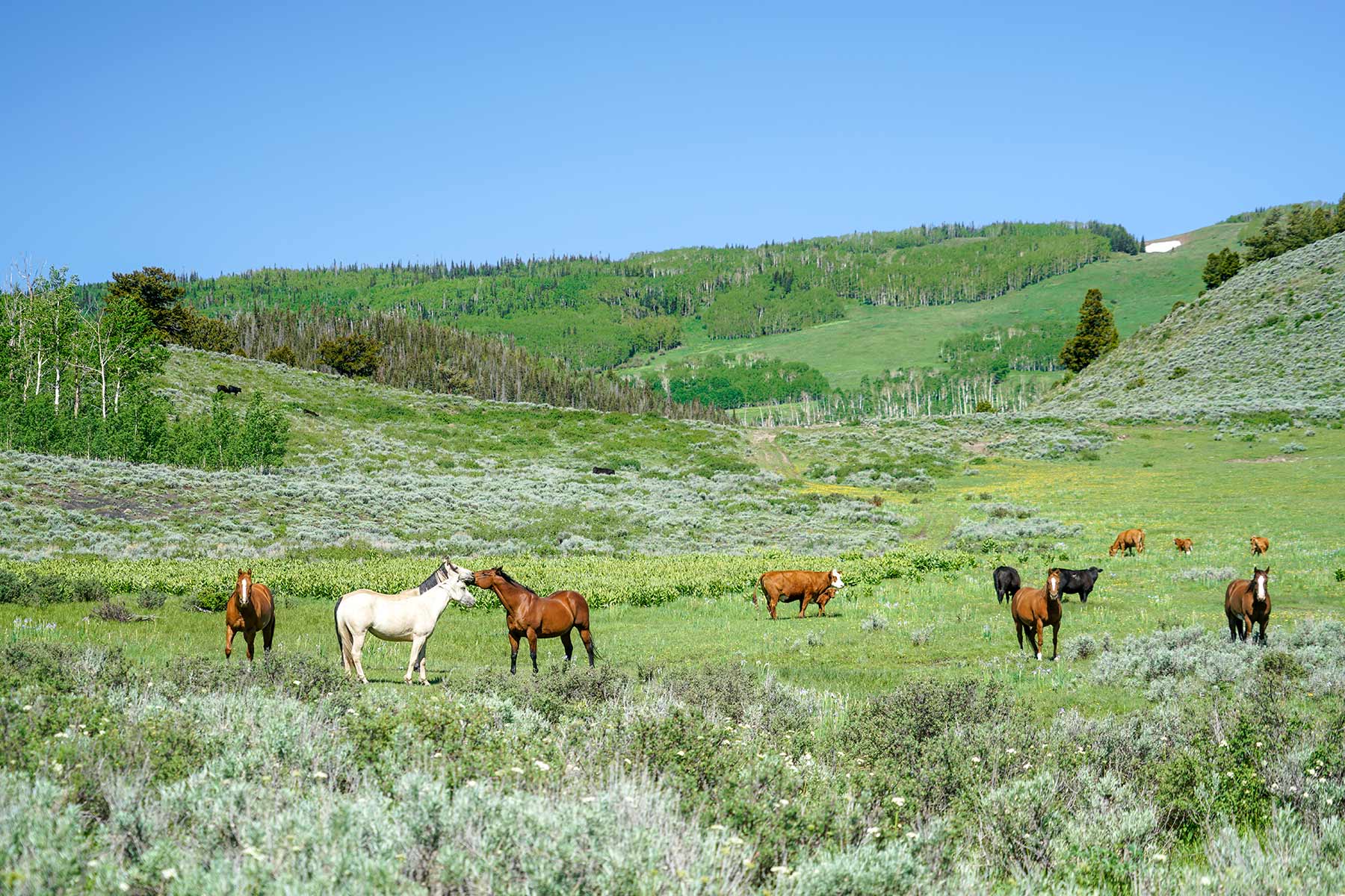 Owen-Skiles Sunnyside Ranch property picture 45 of 54