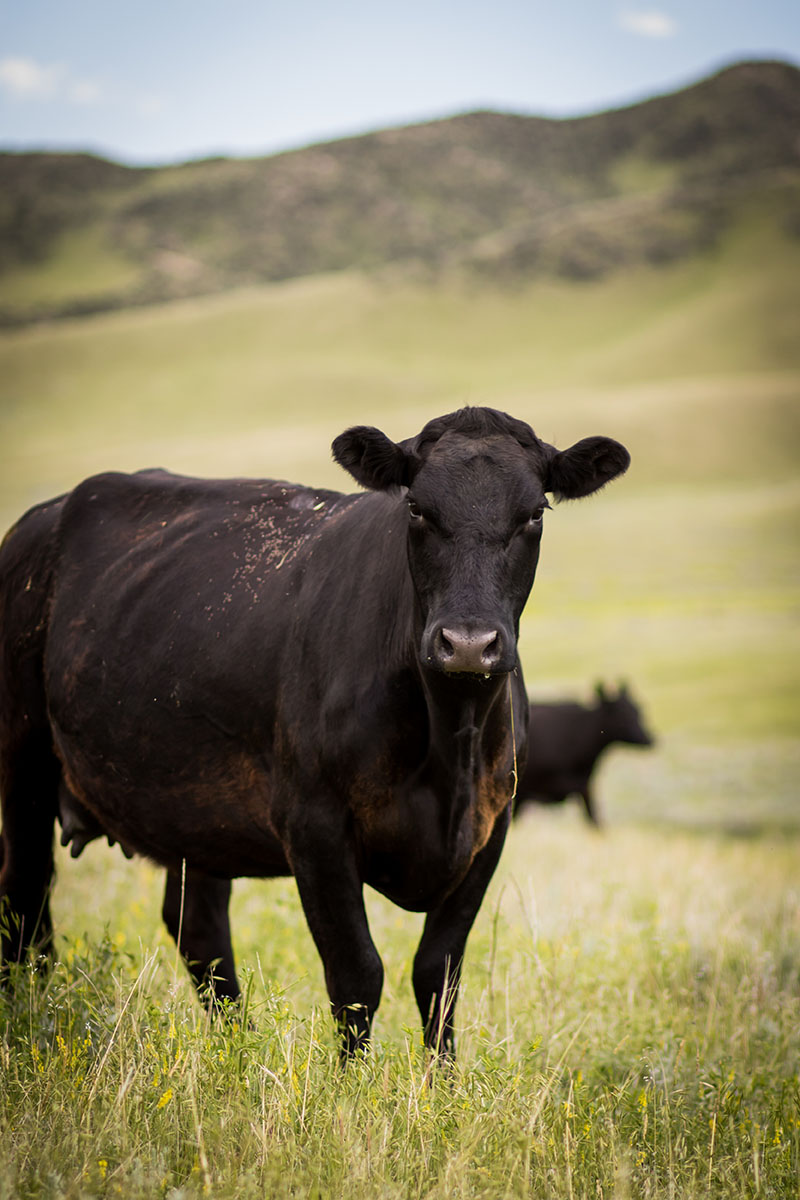 Bull Creek Ranch property picture 12 of 16