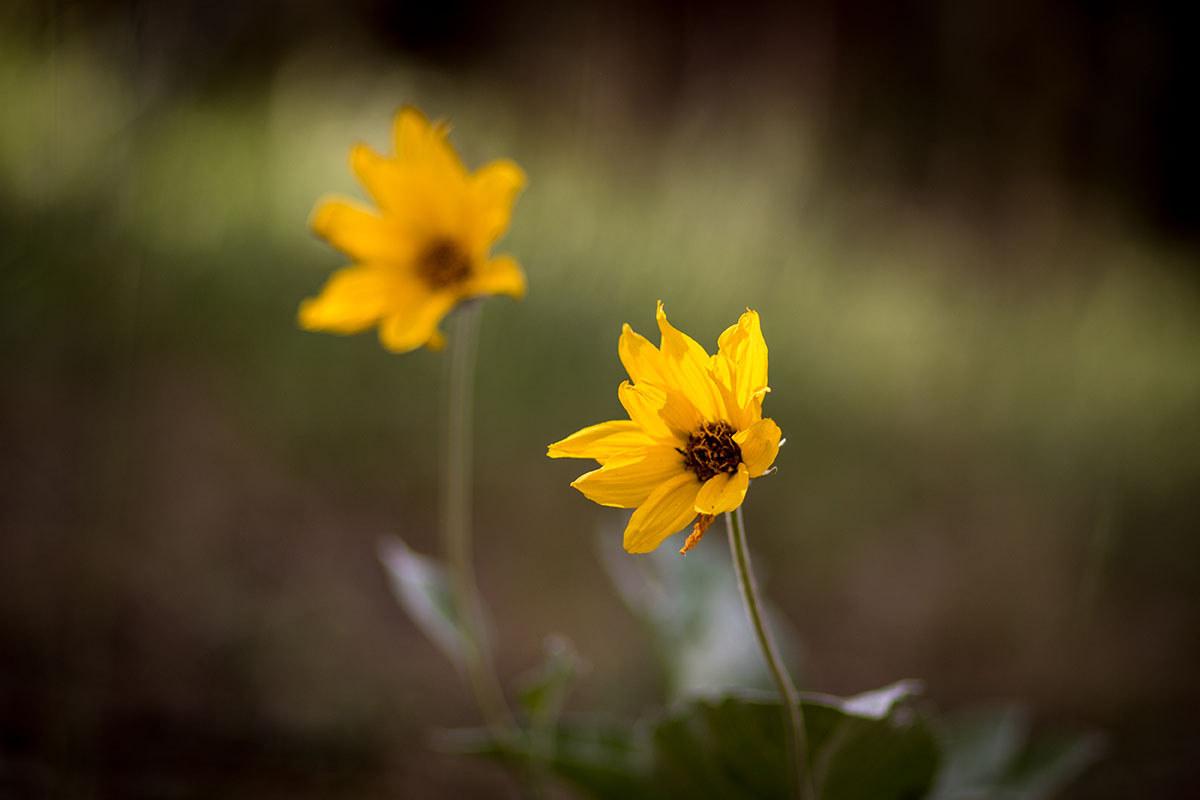 Bull Creek Ranch property picture 16 of 16