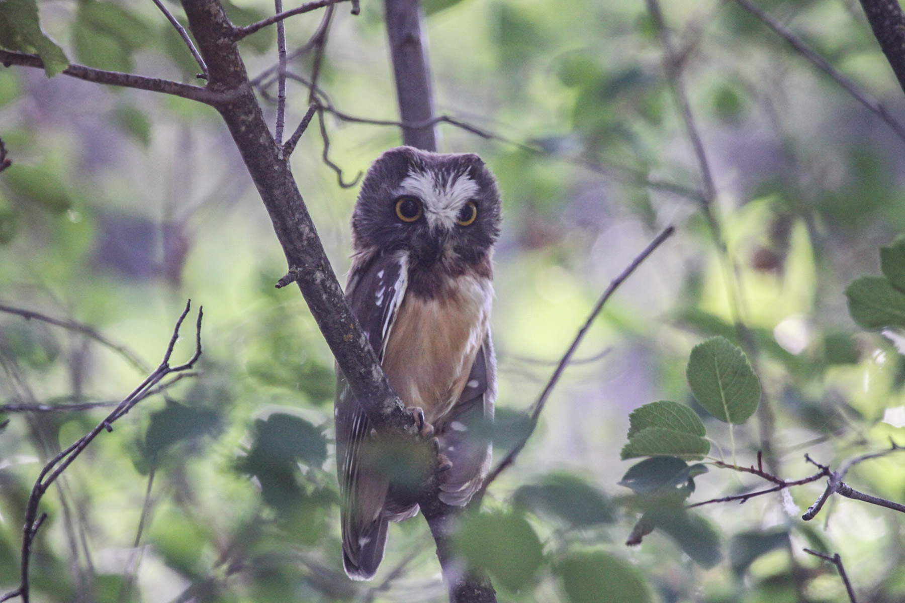 One Horse Creek Ranch property picture 64 of 119