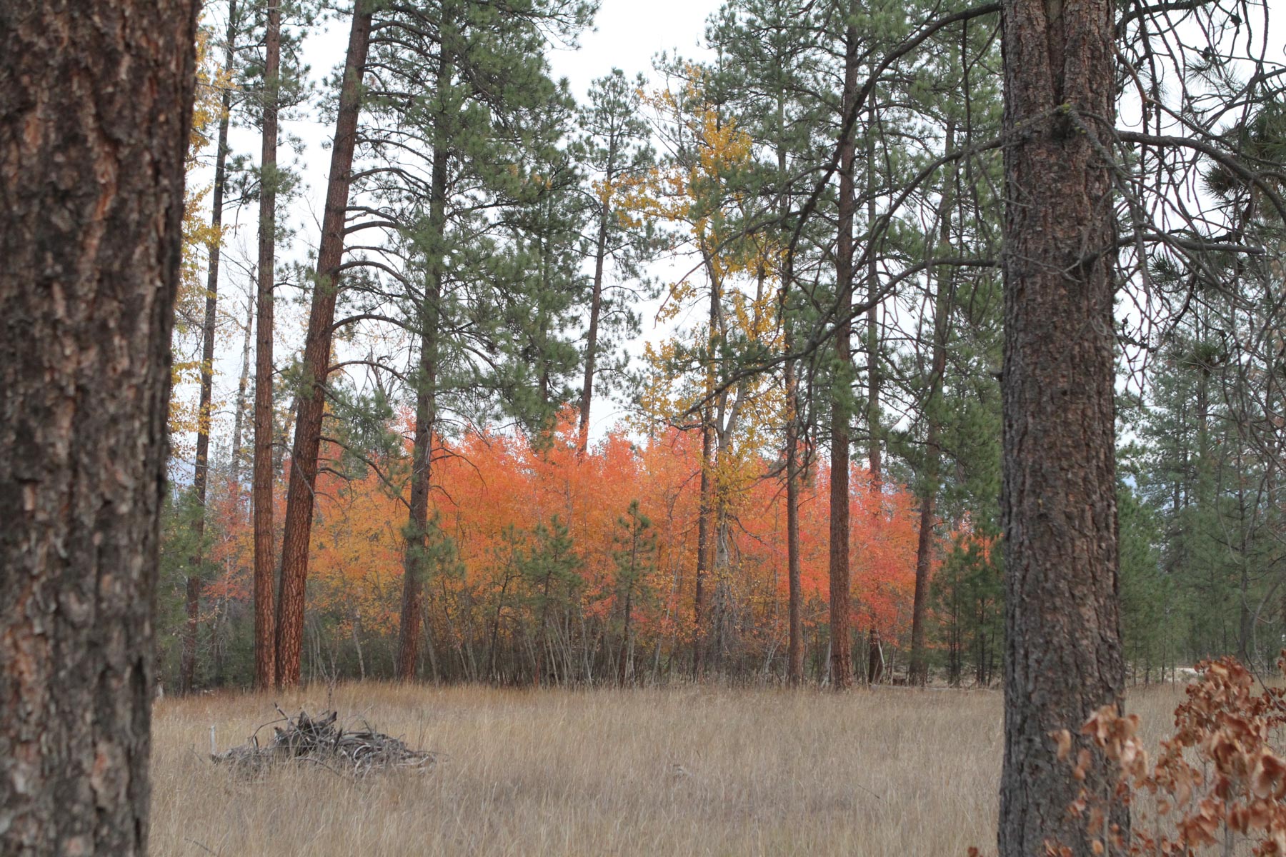 One Horse Creek Ranch property picture 90 of 119