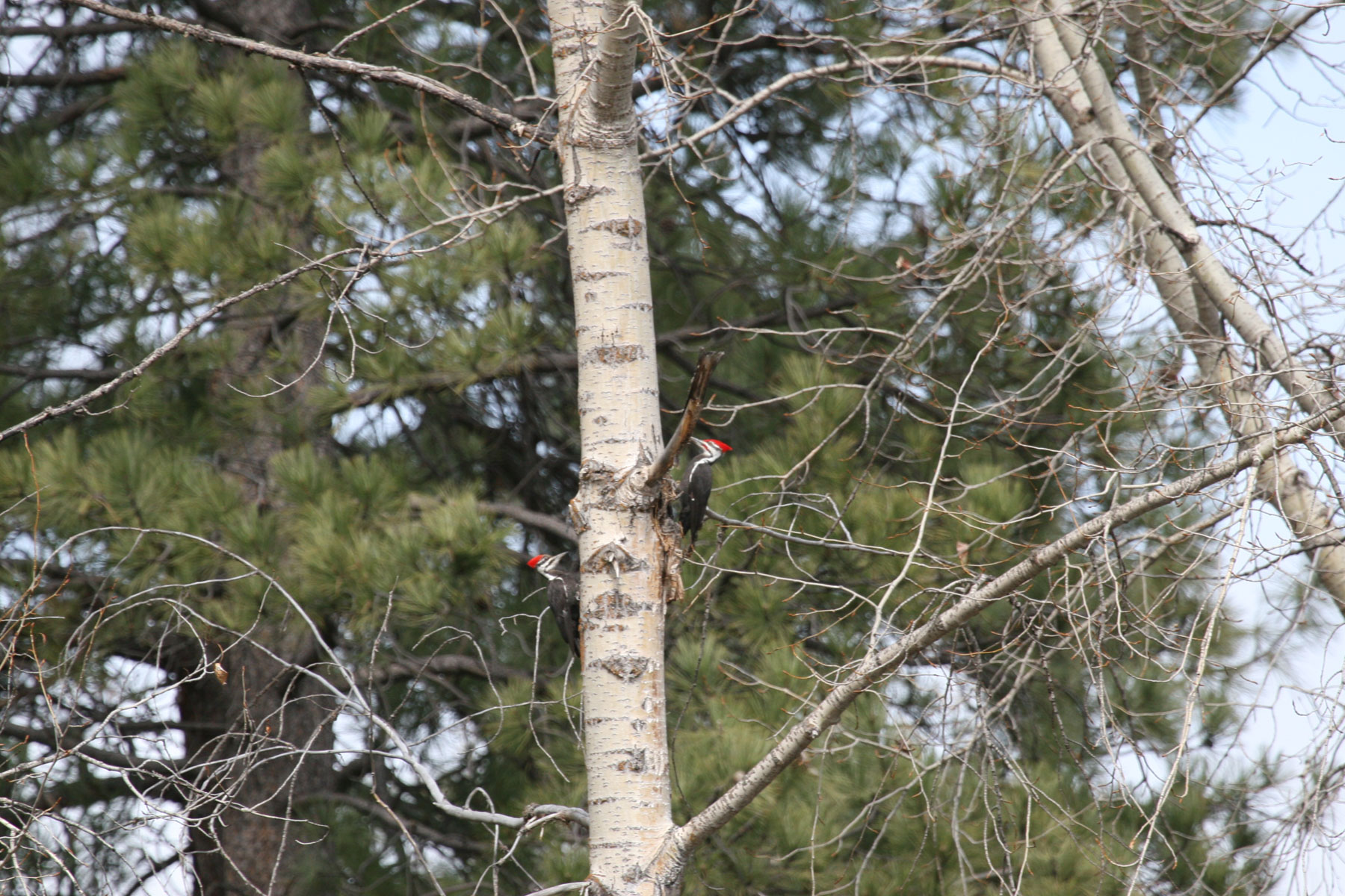 One Horse Creek Ranch property picture 65 of 119