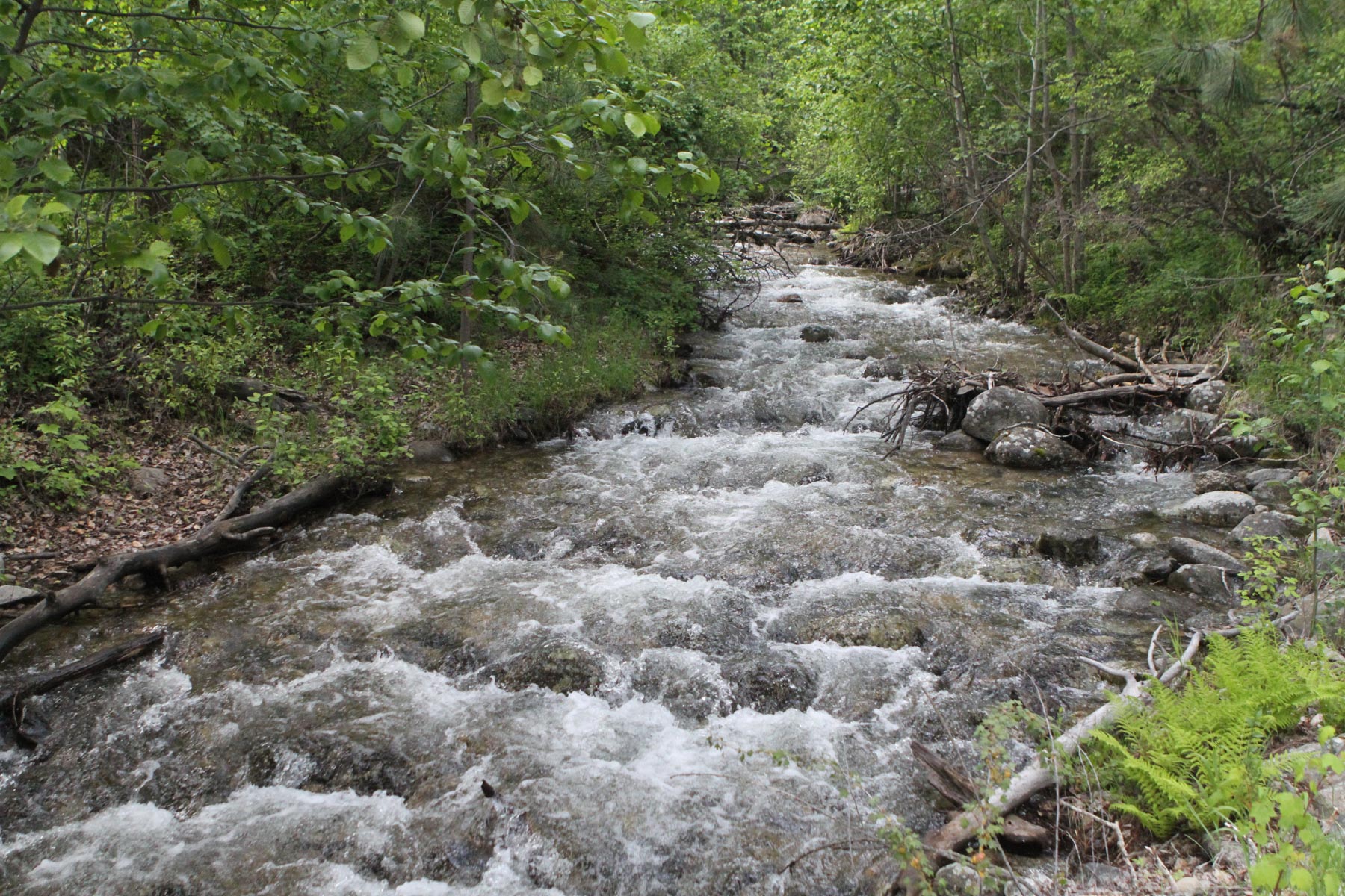 One Horse Creek Ranch property picture 92 of 119