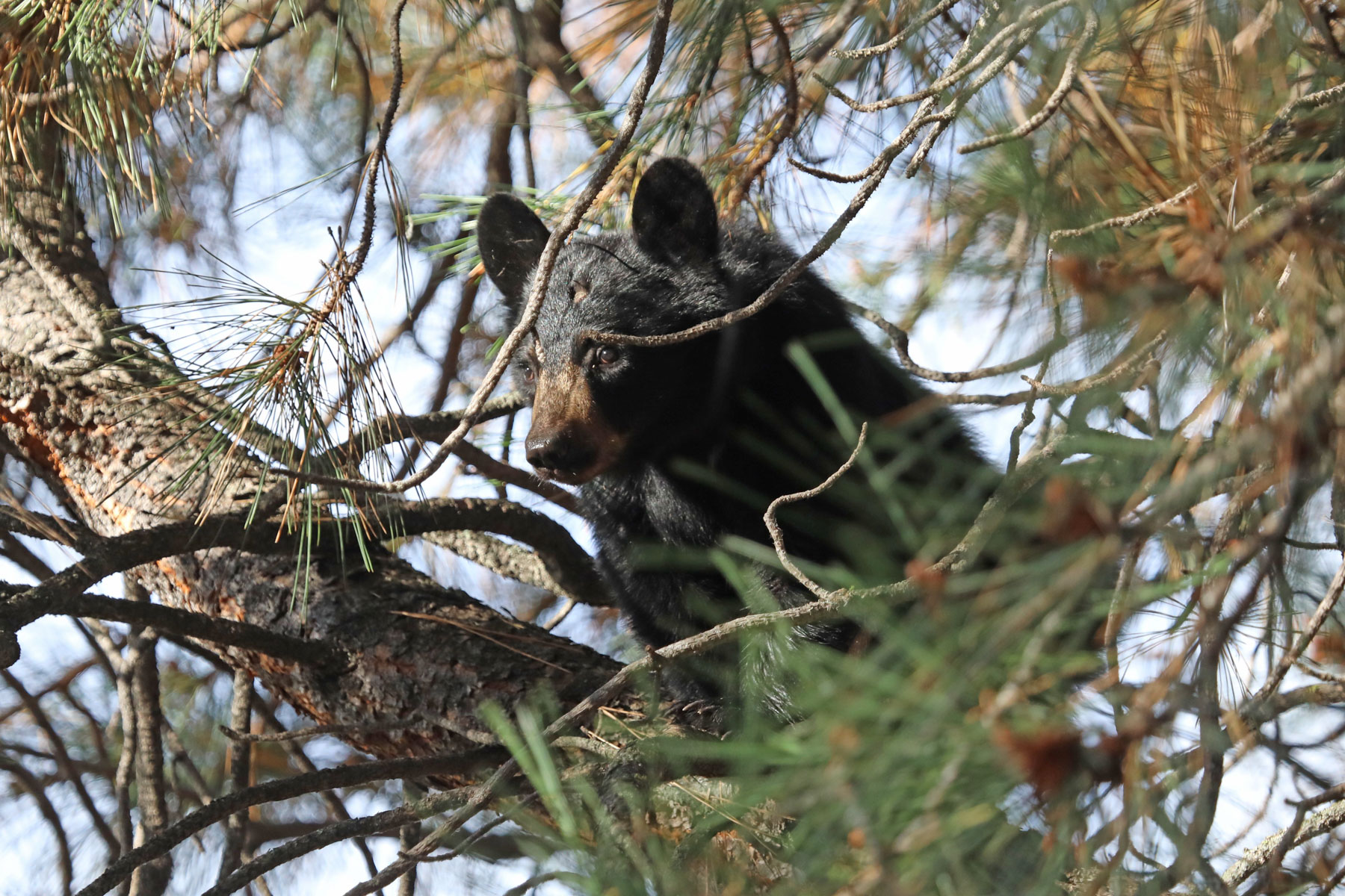 One Horse Creek Ranch property picture 70 of 119