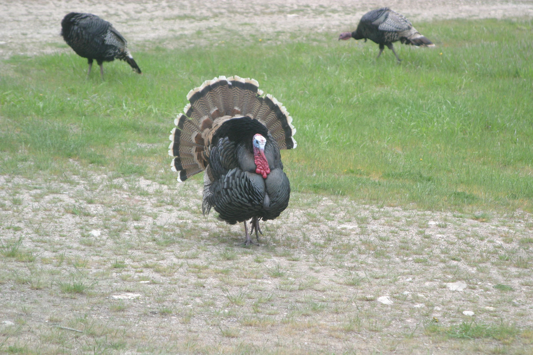 One Horse Creek Ranch property picture 57 of 119