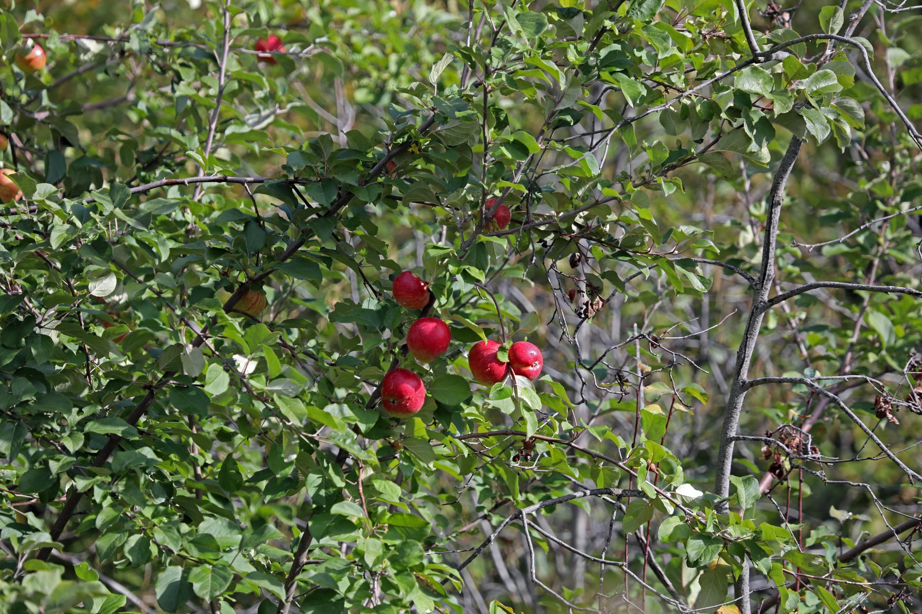 One Horse Creek Ranch property picture 105 of 119