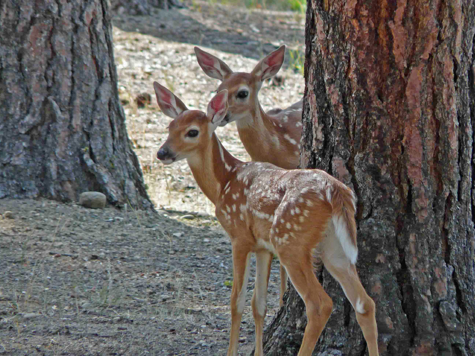 One Horse Creek Ranch property picture 69 of 119