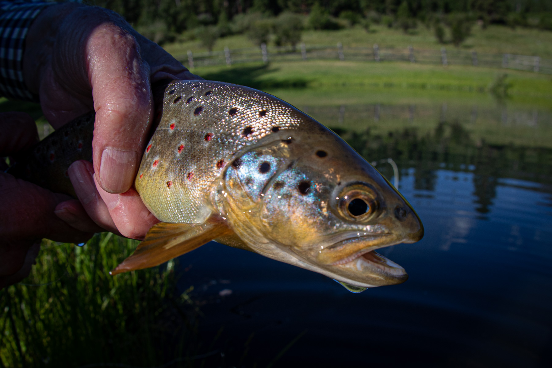 One Horse Creek Ranch property picture 44 of 119