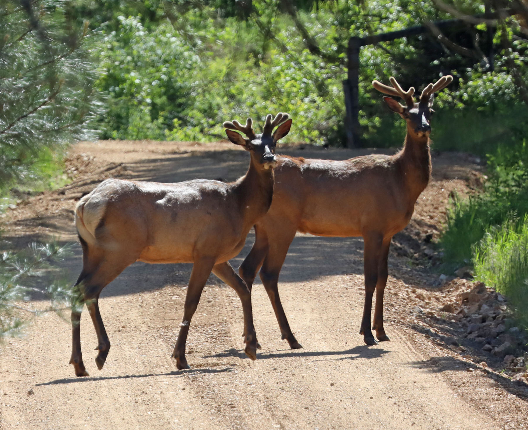 One Horse Creek Ranch property picture 59 of 119