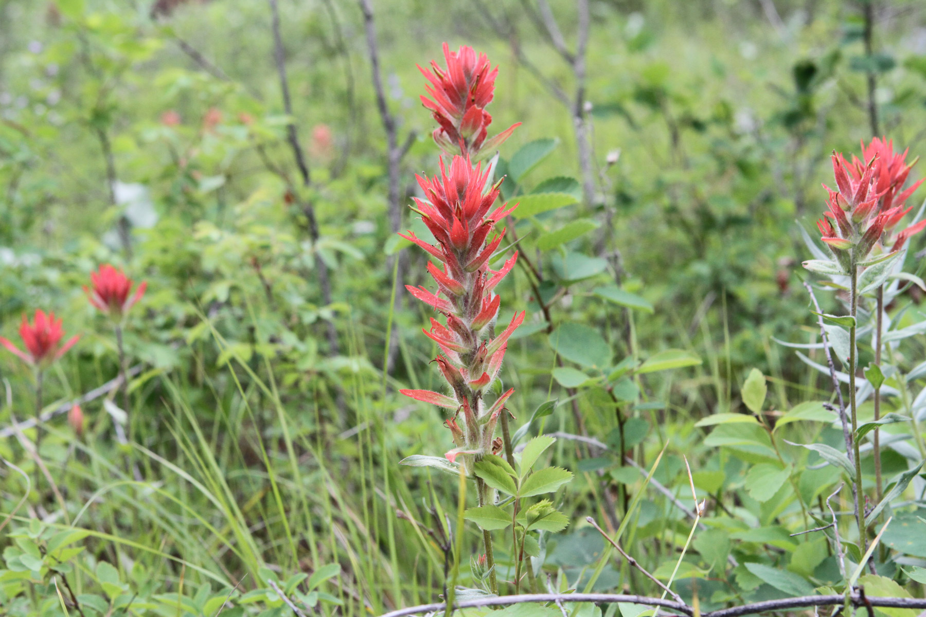 One Horse Creek Ranch property picture 81 of 119
