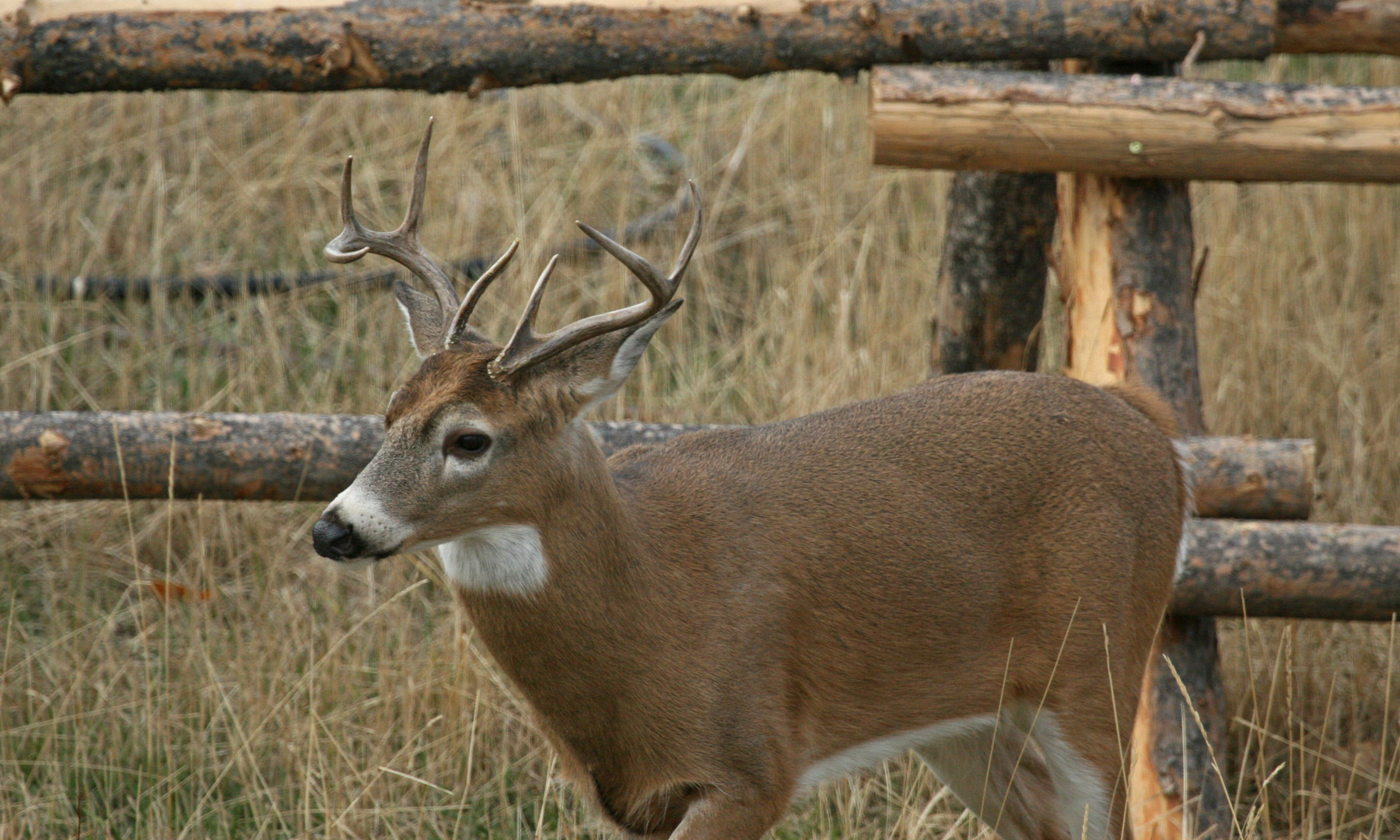 One Horse Creek Ranch property picture 61 of 119