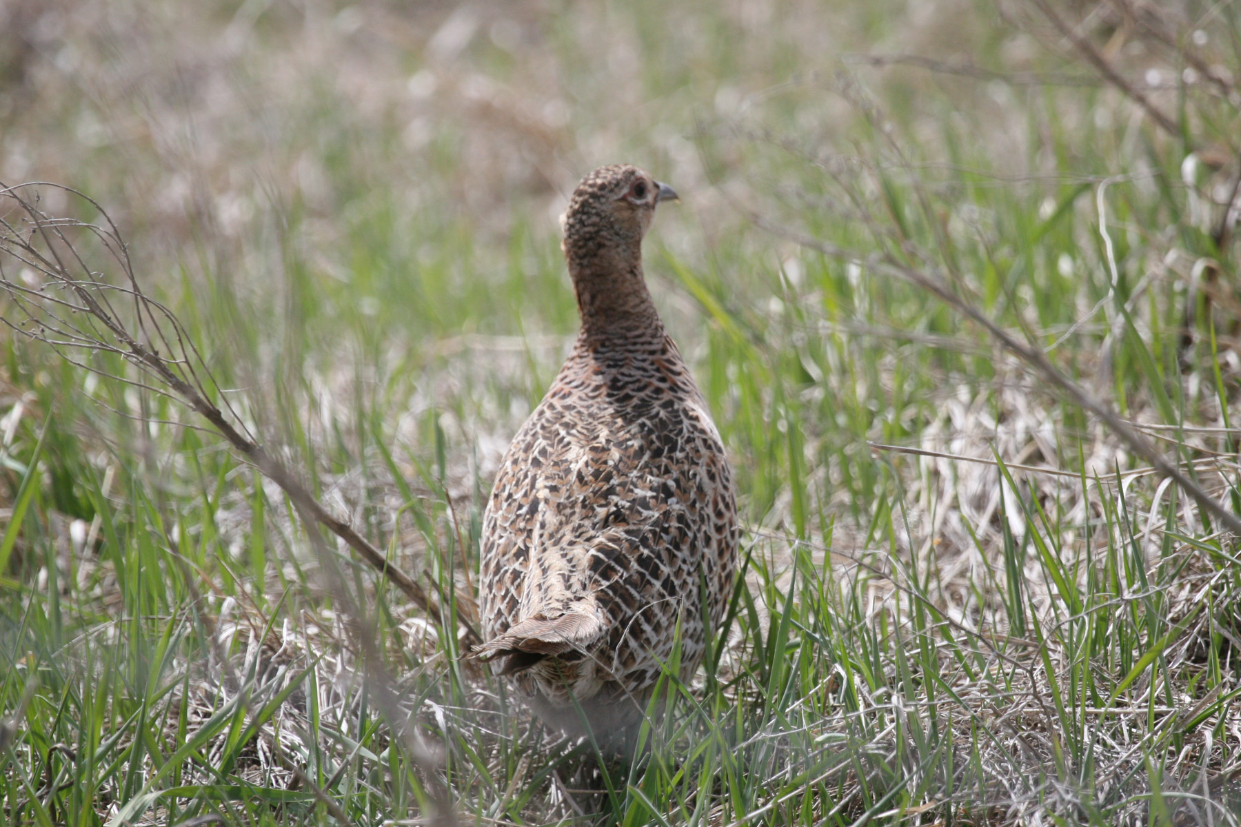 One Horse Creek Ranch property picture 58 of 119