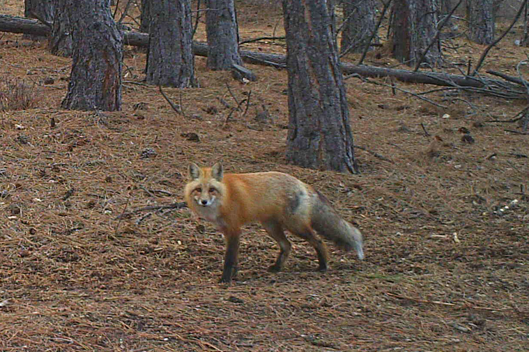 One Horse Creek Ranch property picture 60 of 119