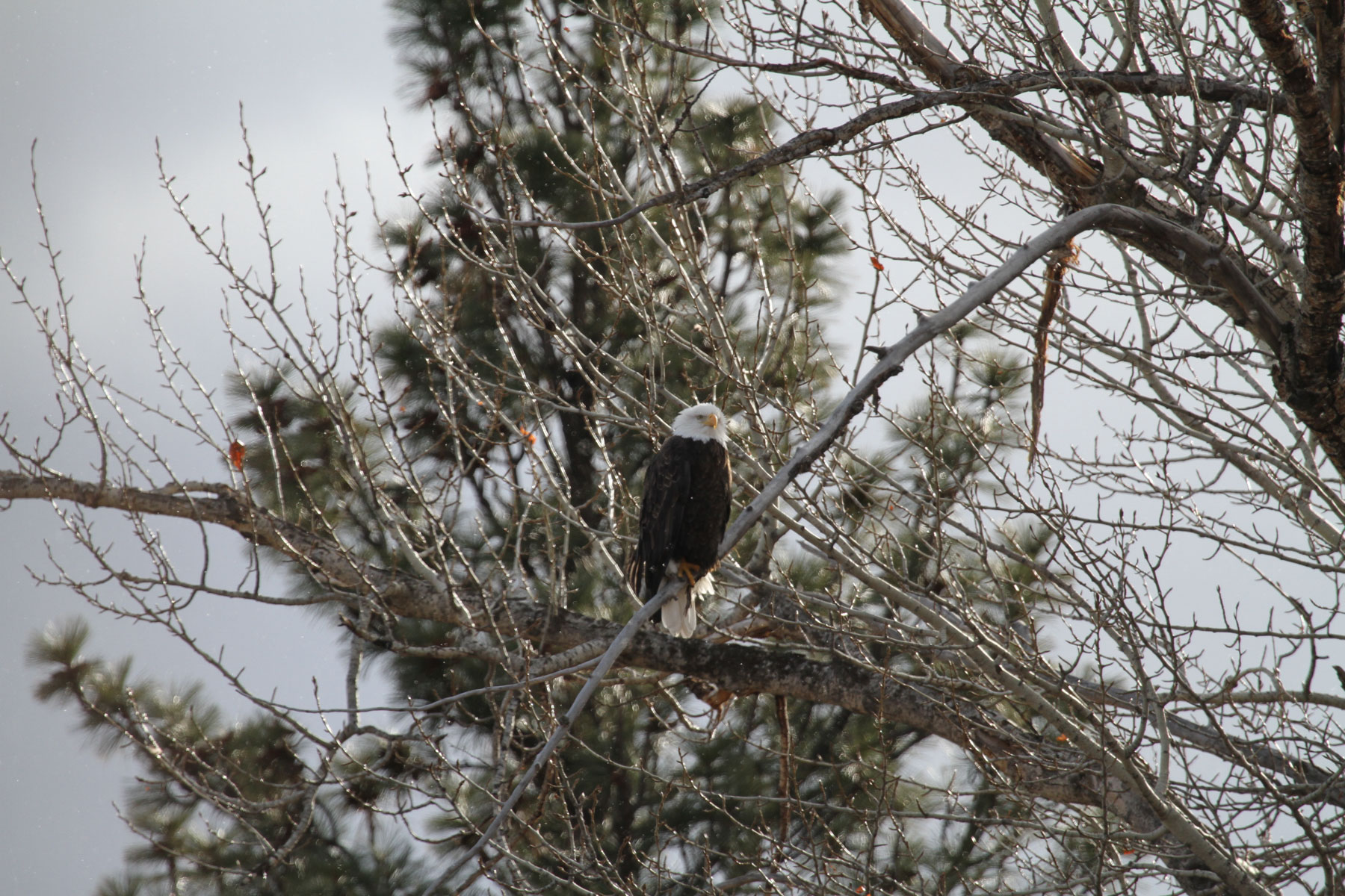 One Horse Creek Ranch property picture 66 of 119