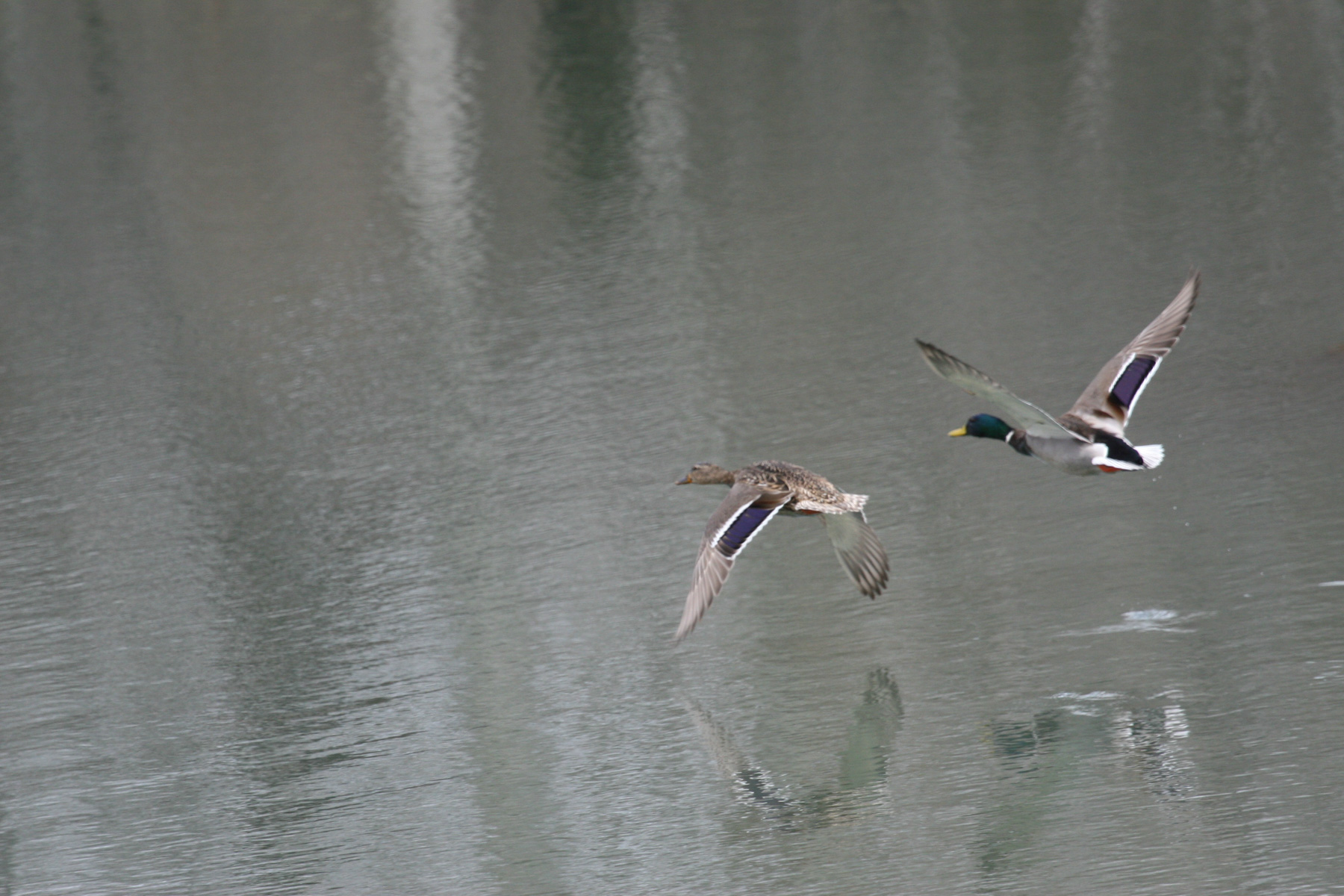 One Horse Creek Ranch property picture 71 of 119