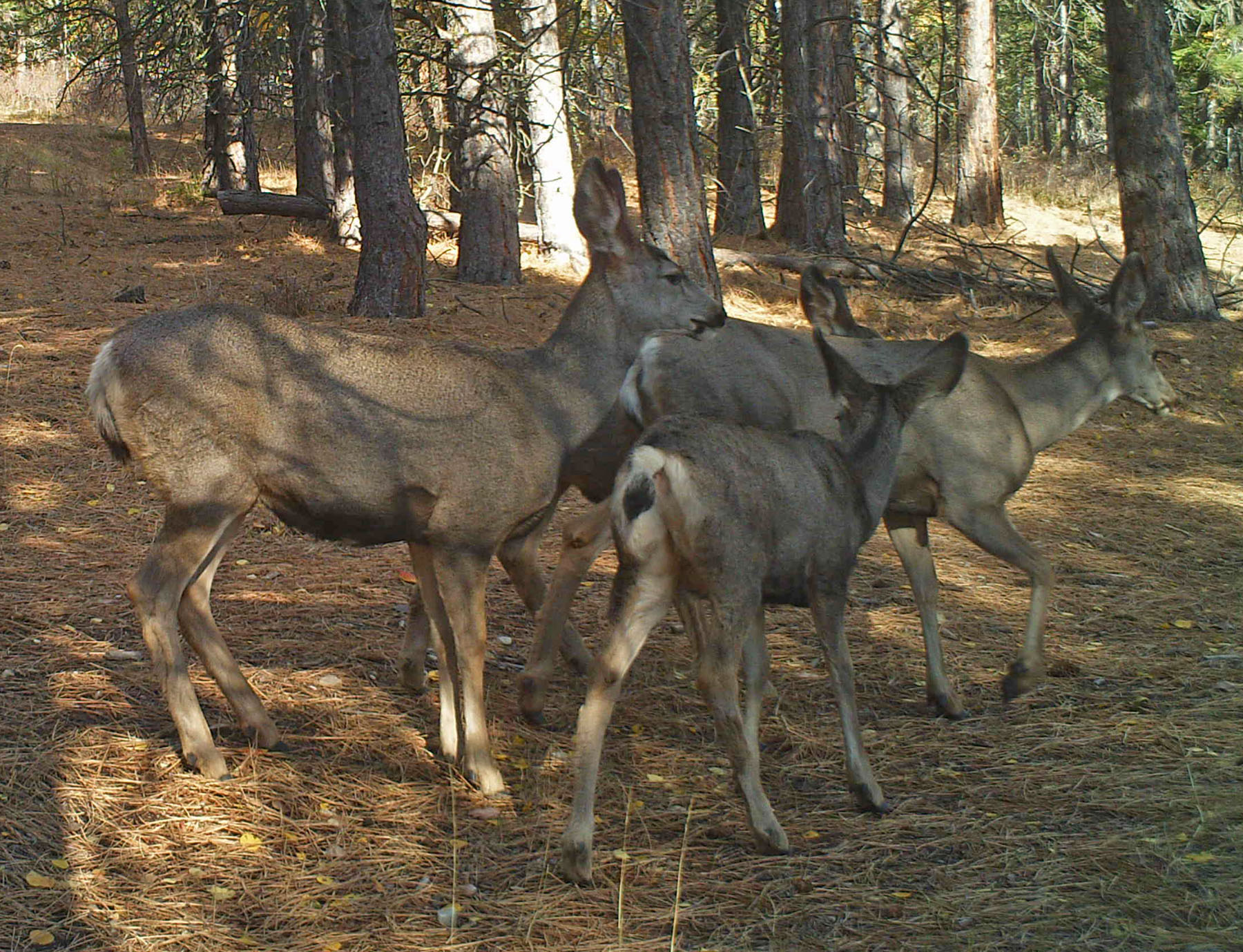 One Horse Creek Ranch property picture 63 of 119