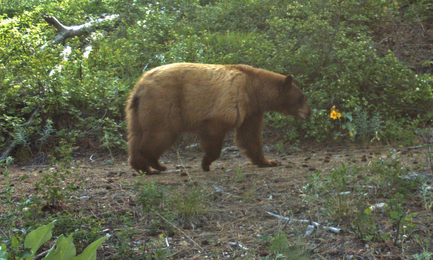 One Horse Creek Ranch property picture 54 of 119