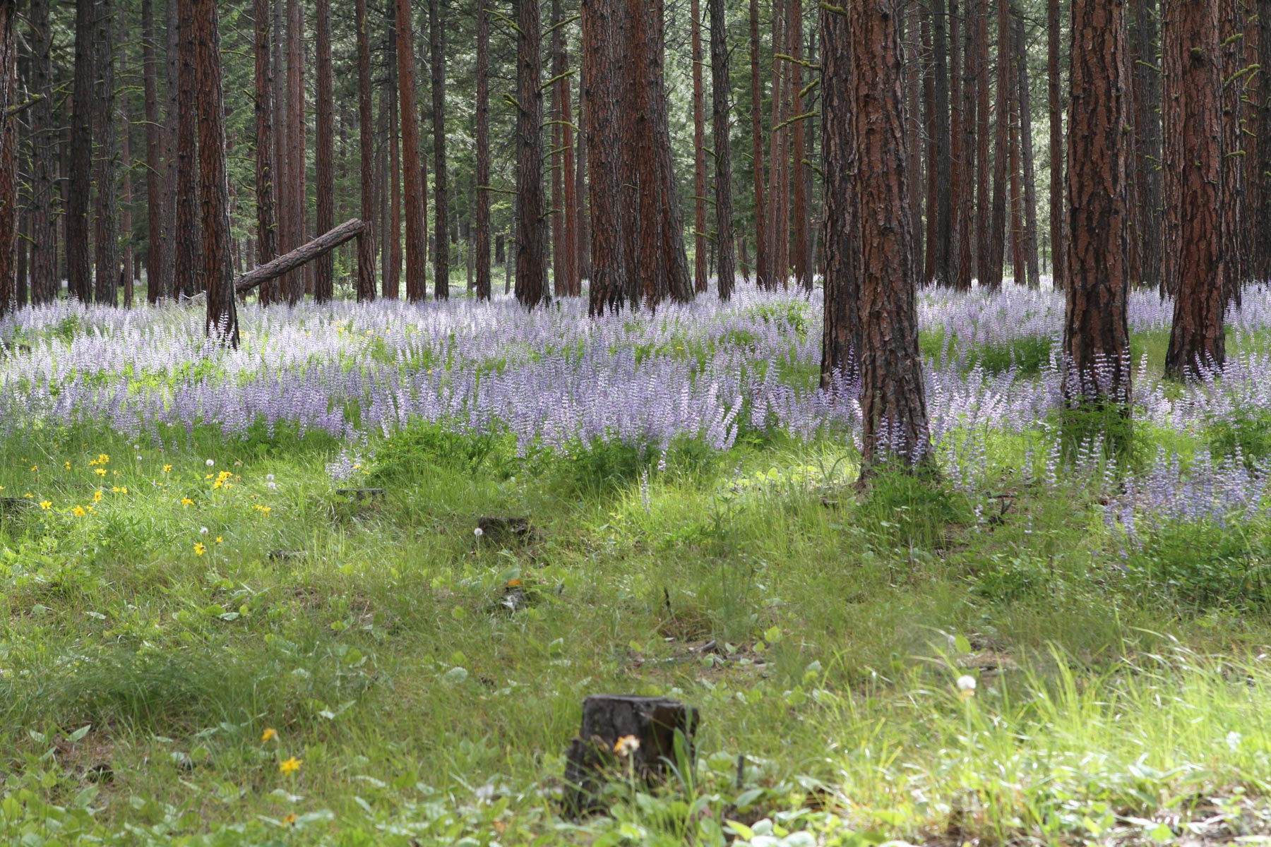 One Horse Creek Ranch property picture 91 of 119