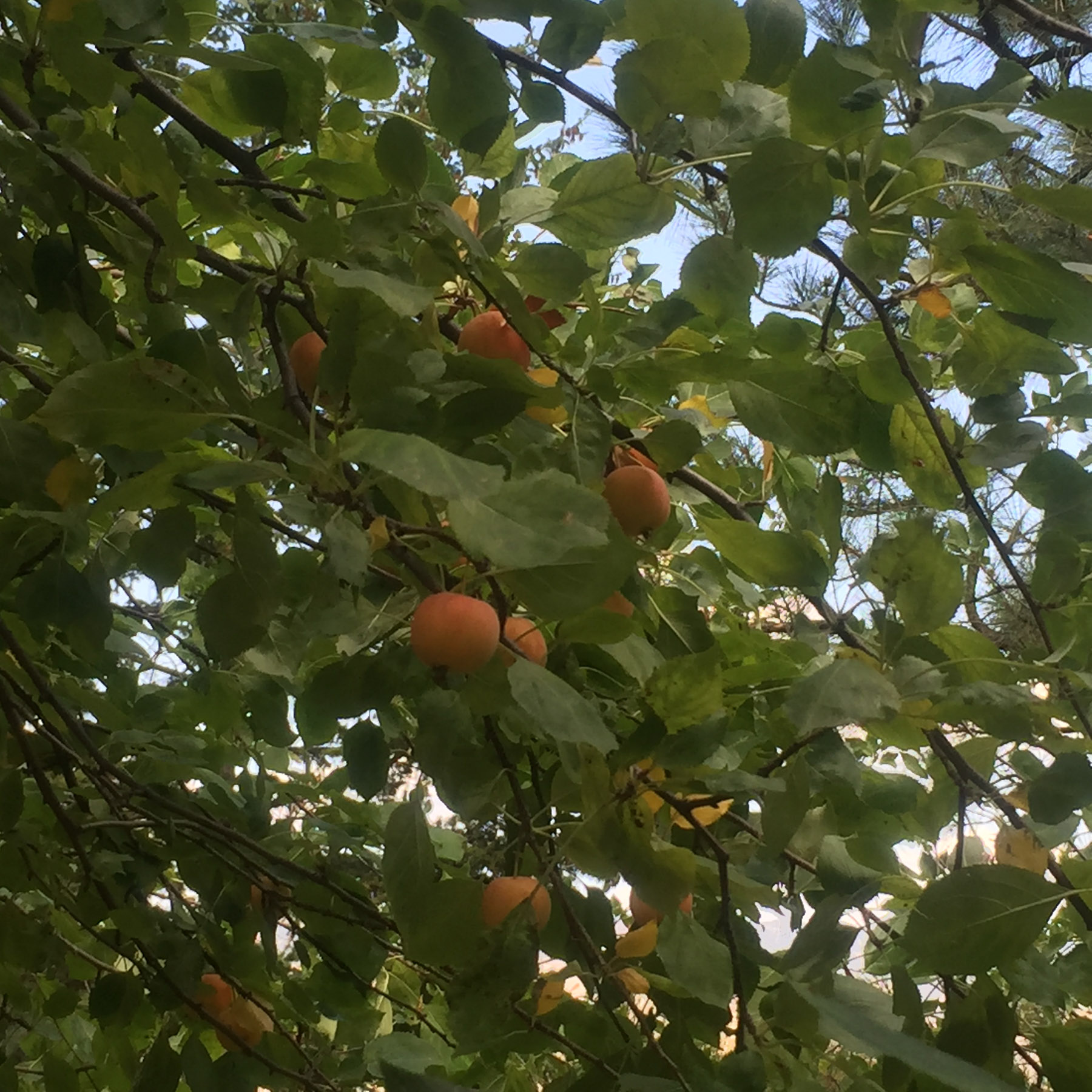 One Horse Creek Ranch property picture 80 of 119