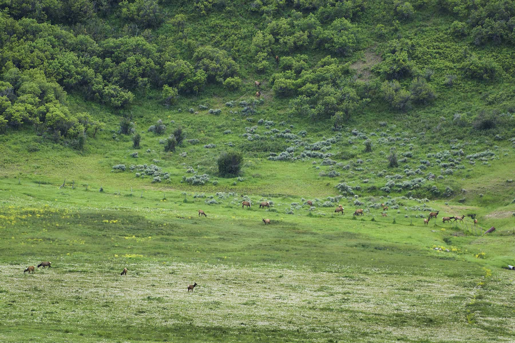 Oak Meadows Wildlife Ranch property picture 5 of 16