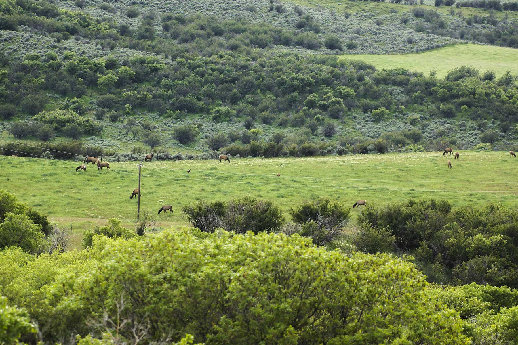 Oak Meadows Wildlife Ranch property picture 7 of 16