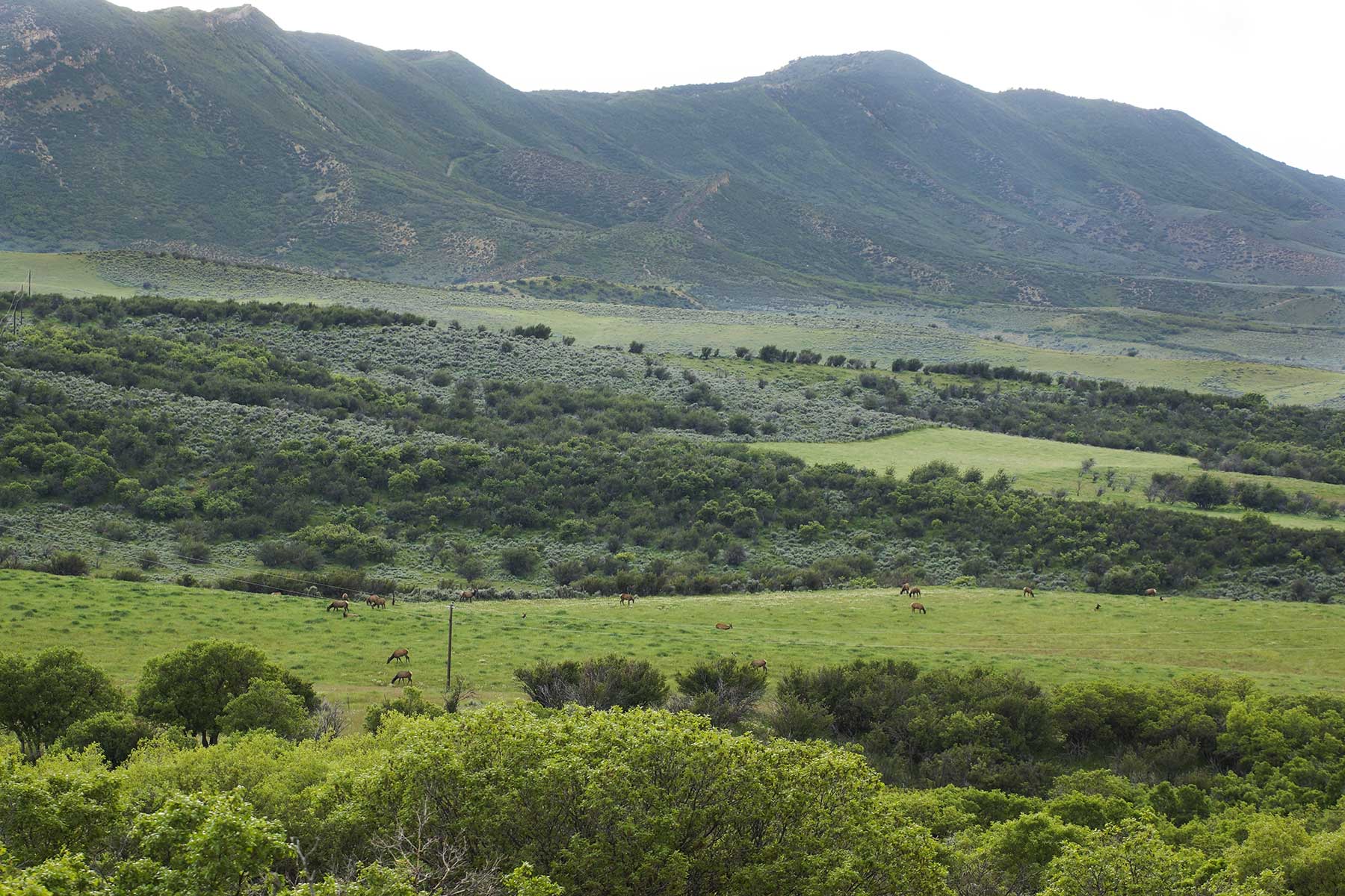 Oak Meadows Wildlife Ranch property picture 8 of 16