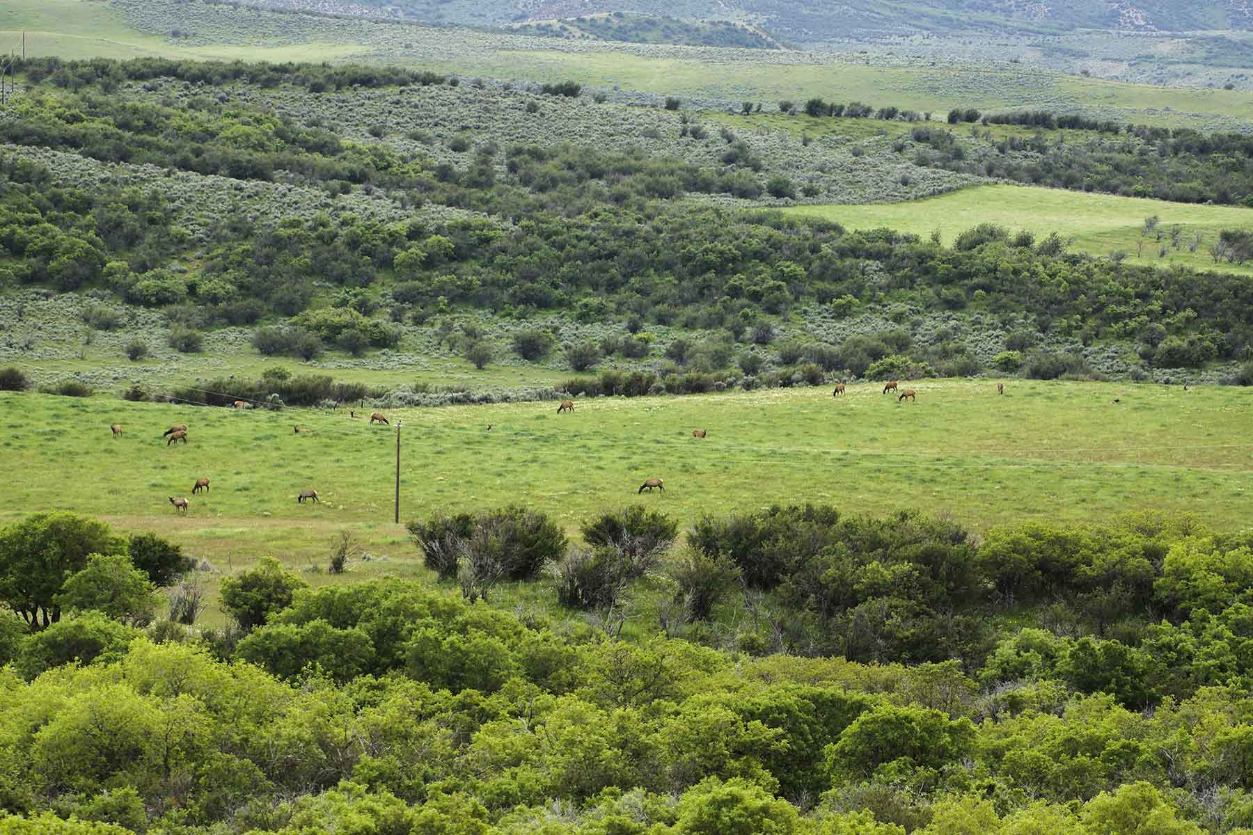 Oak Meadows Wildlife Ranch property picture 9 of 16