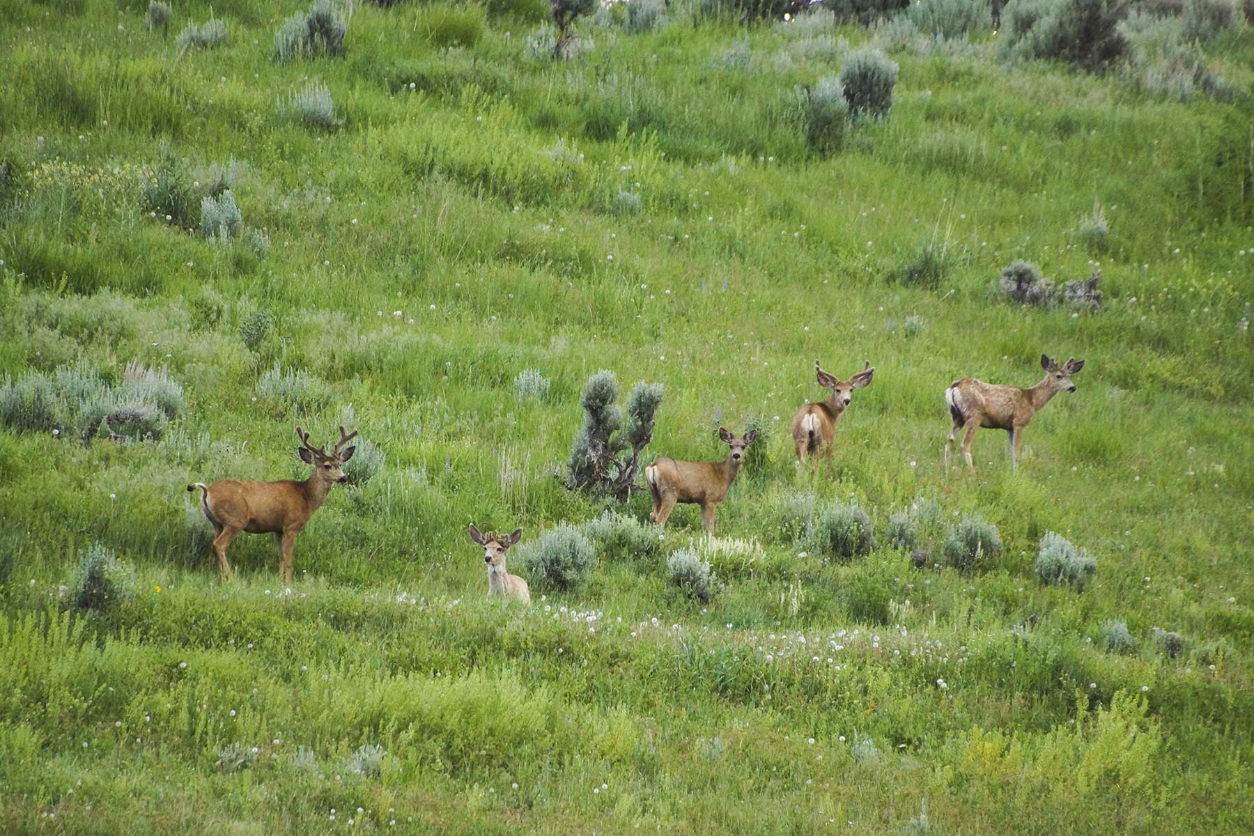 Oak Meadows Wildlife Ranch property picture 11 of 16
