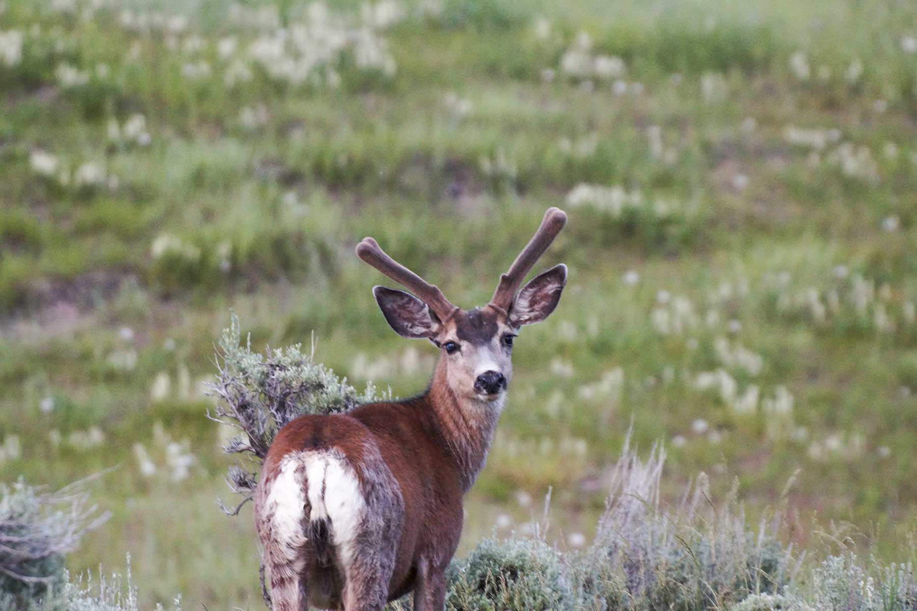 Oak Meadows Wildlife Ranch property picture 14 of 16
