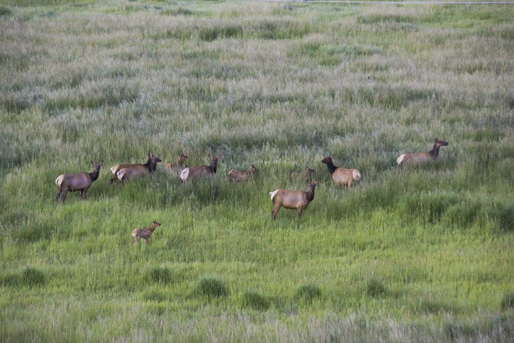Oak Meadows Wildlife Ranch property picture 16 of 16