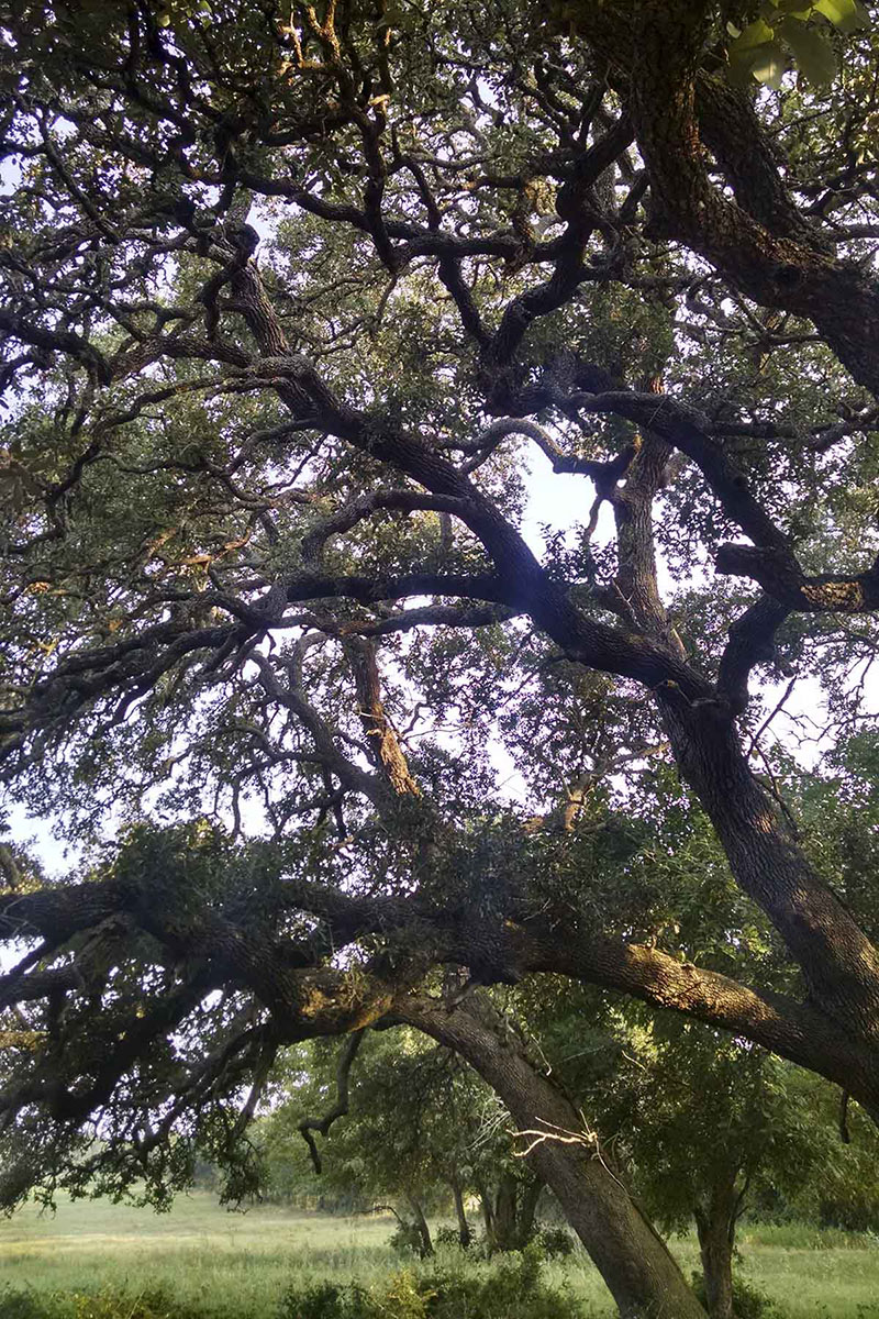 La Bahia Trail Ranch property picture 15 of 21