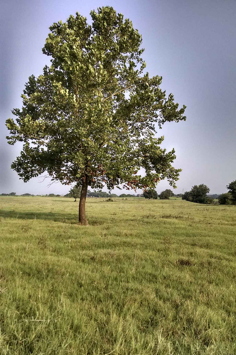 La Bahia Trail Ranch property picture 19 of 21