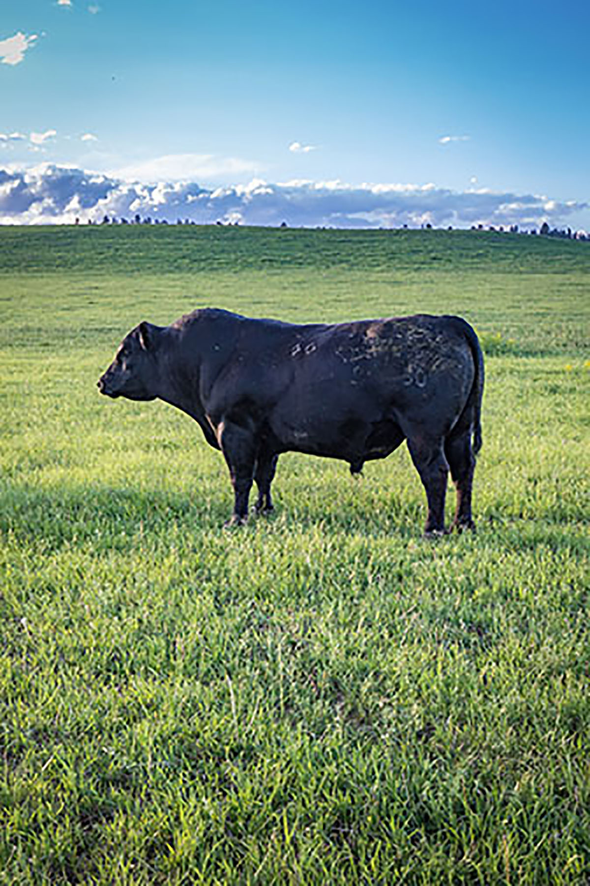 Hobble Diamond Ranch - South Unit property picture 26 of 76