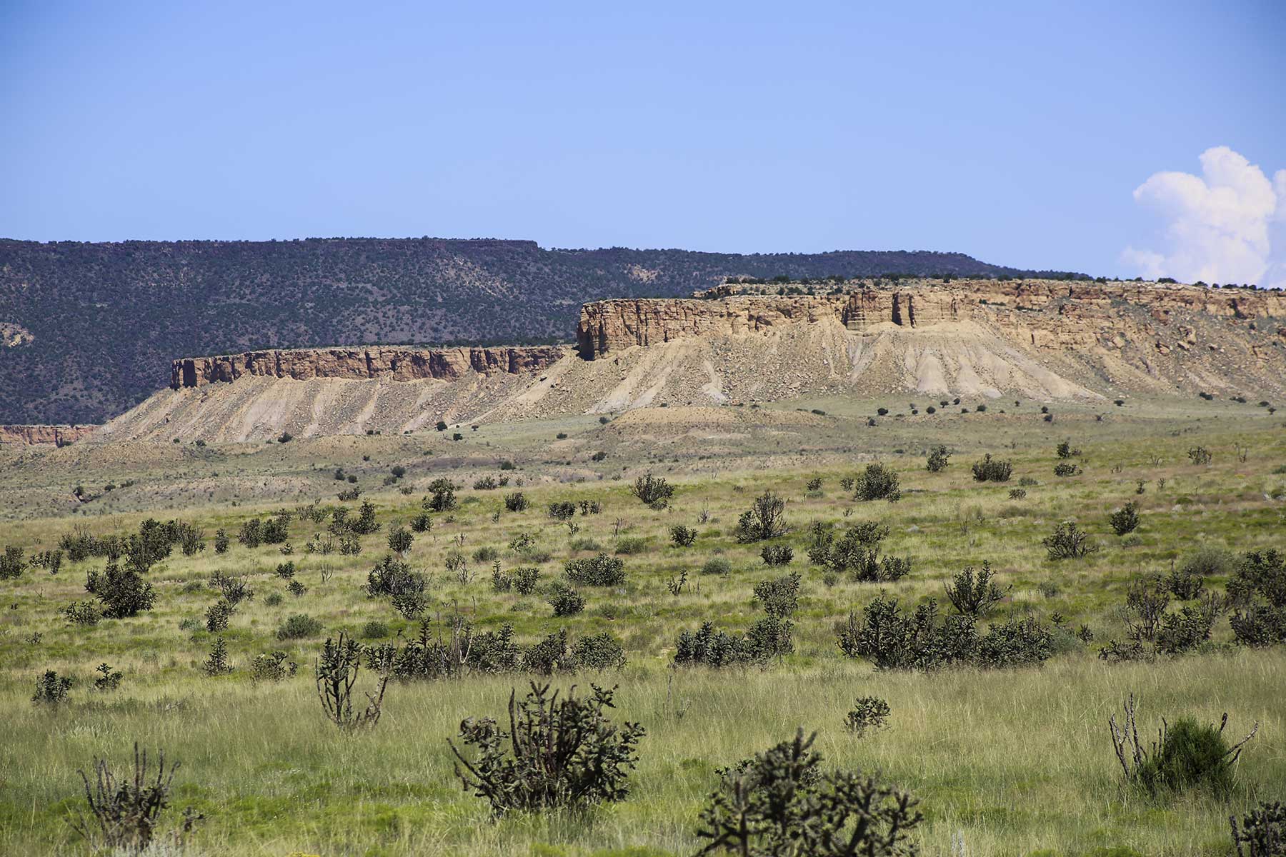King Brothers' Alamo Ranch property picture 8 of 23