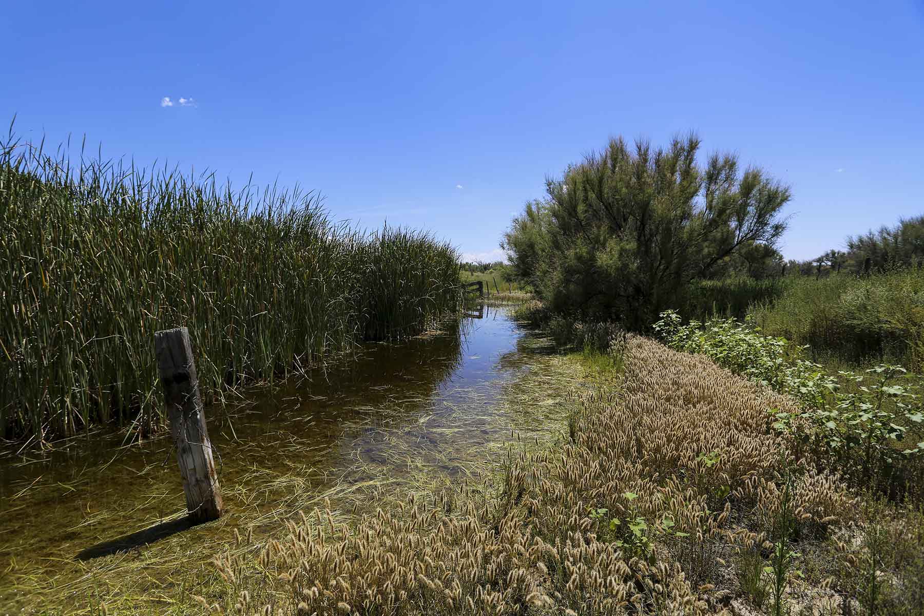 King Brothers' Alamo Ranch property picture 20 of 23