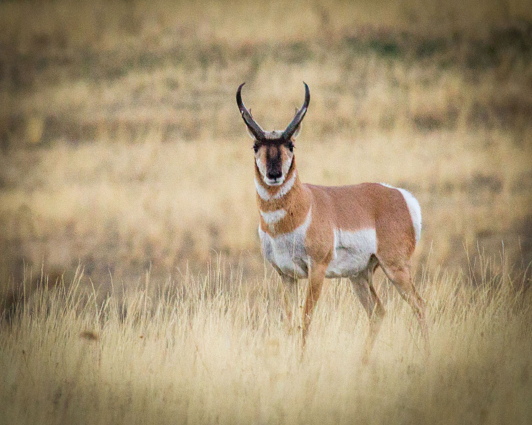 Quagle Creek Ranch property picture 5 of 19