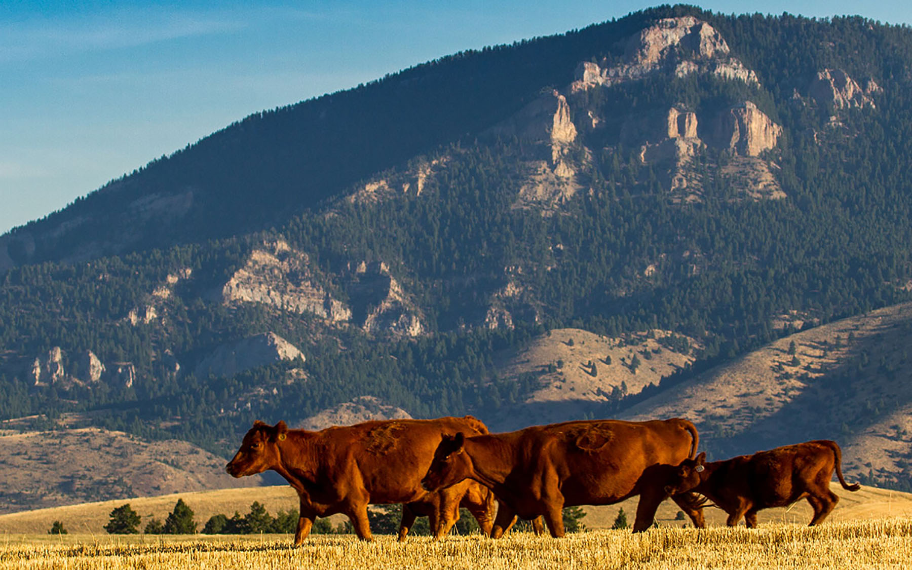 Quagle Creek Ranch property picture 7 of 19