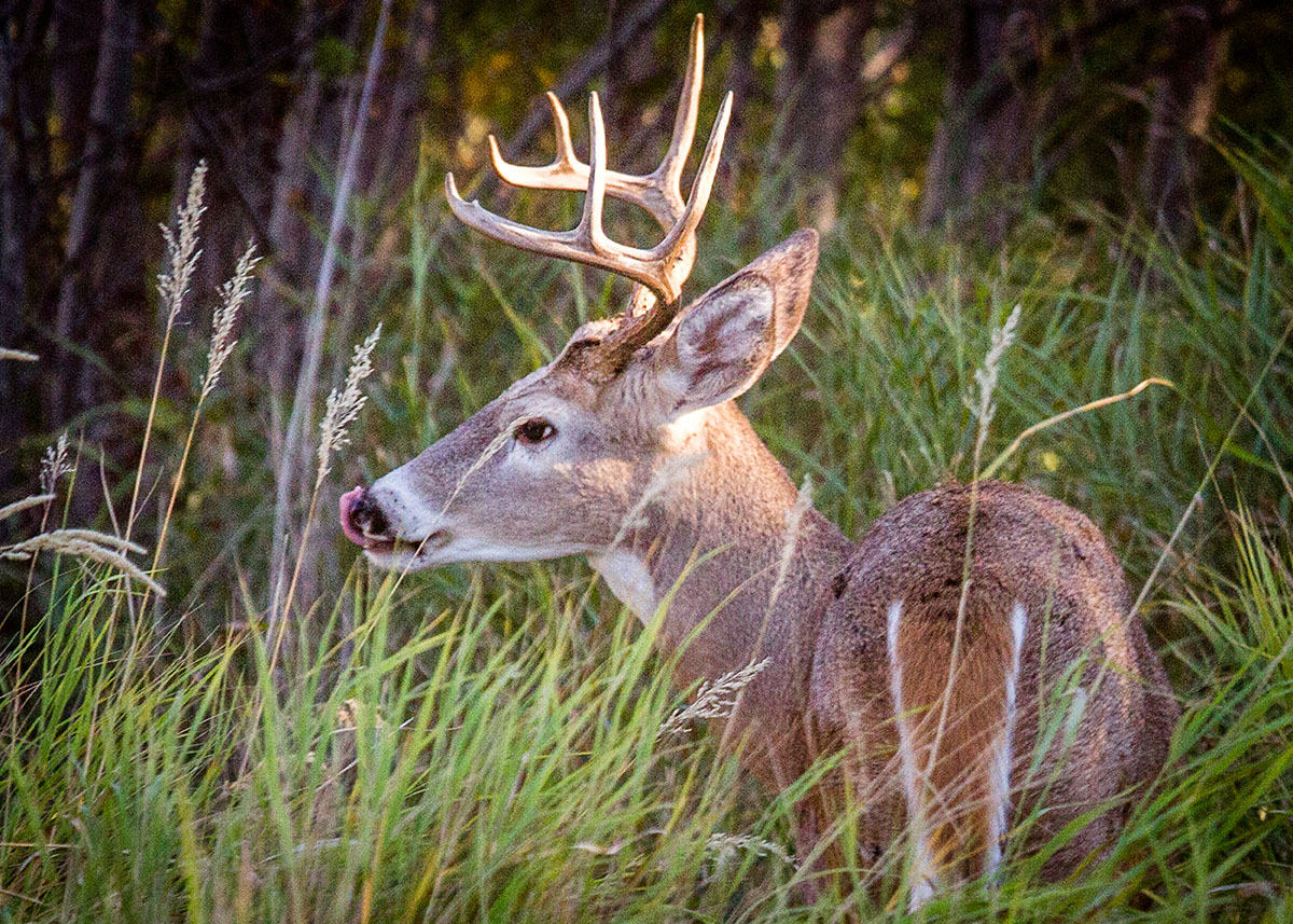 Cranefield property picture 14 of 41