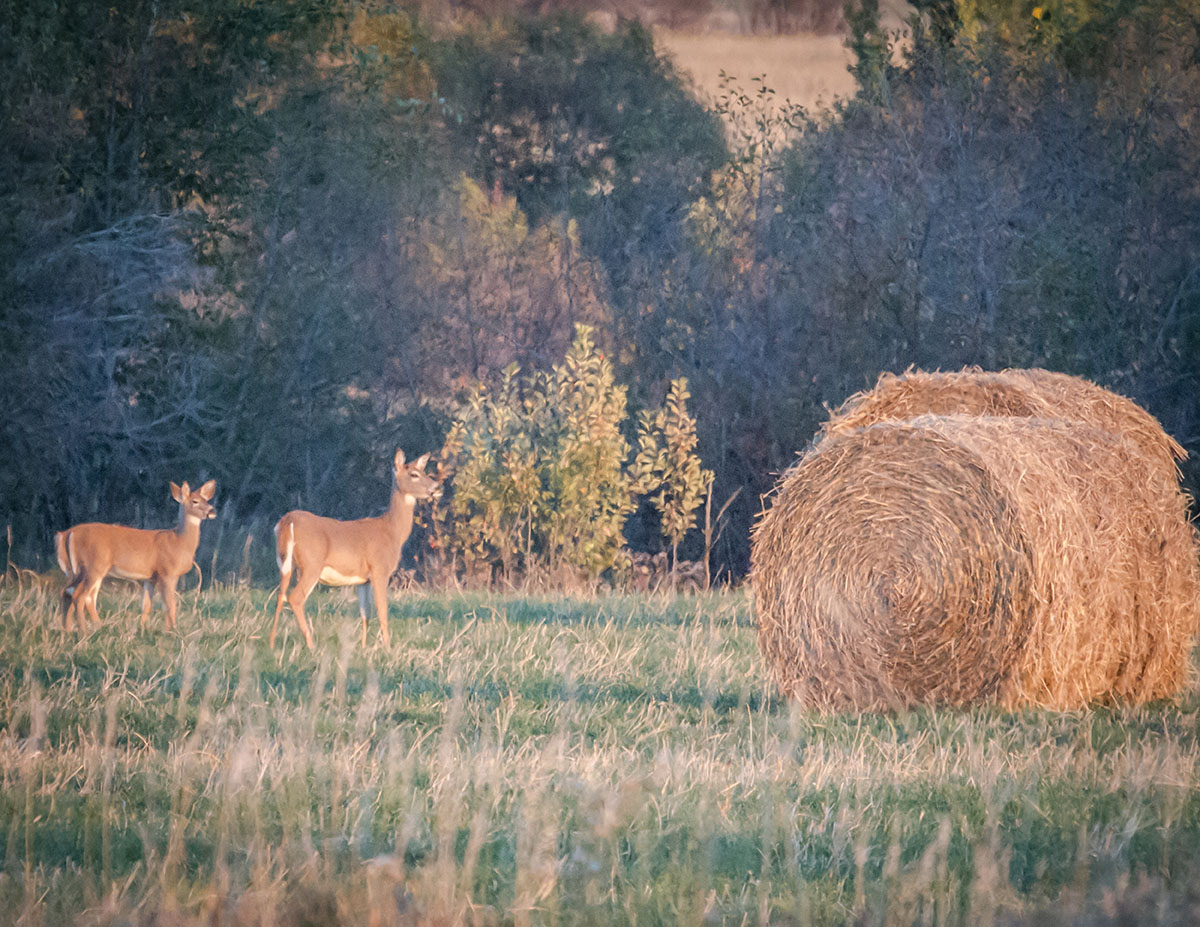 Cranefield property picture 16 of 41