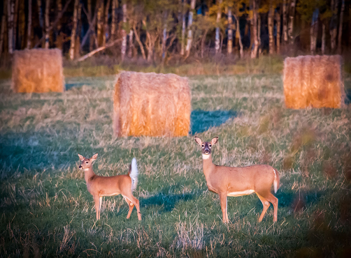 Cranefield property picture 17 of 41