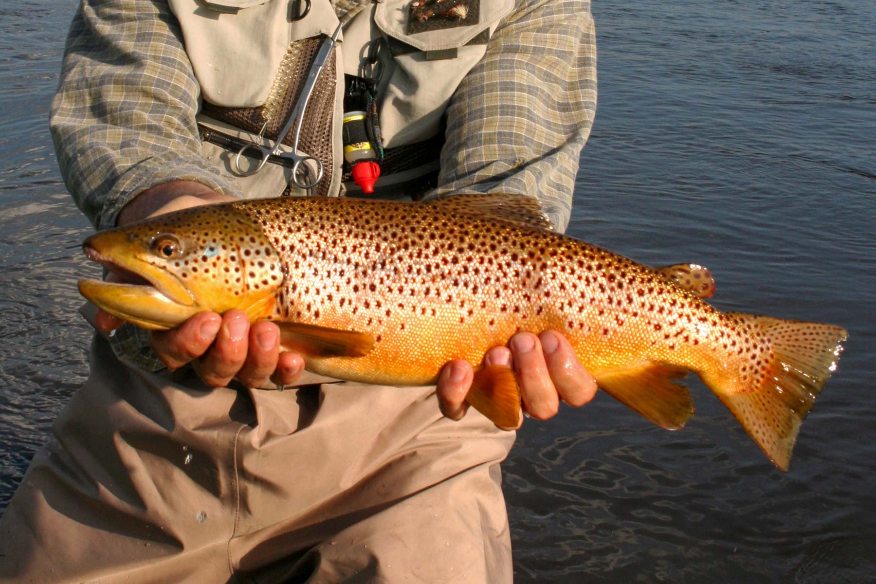 Mountain Meadow Ranch property picture 5 of 20