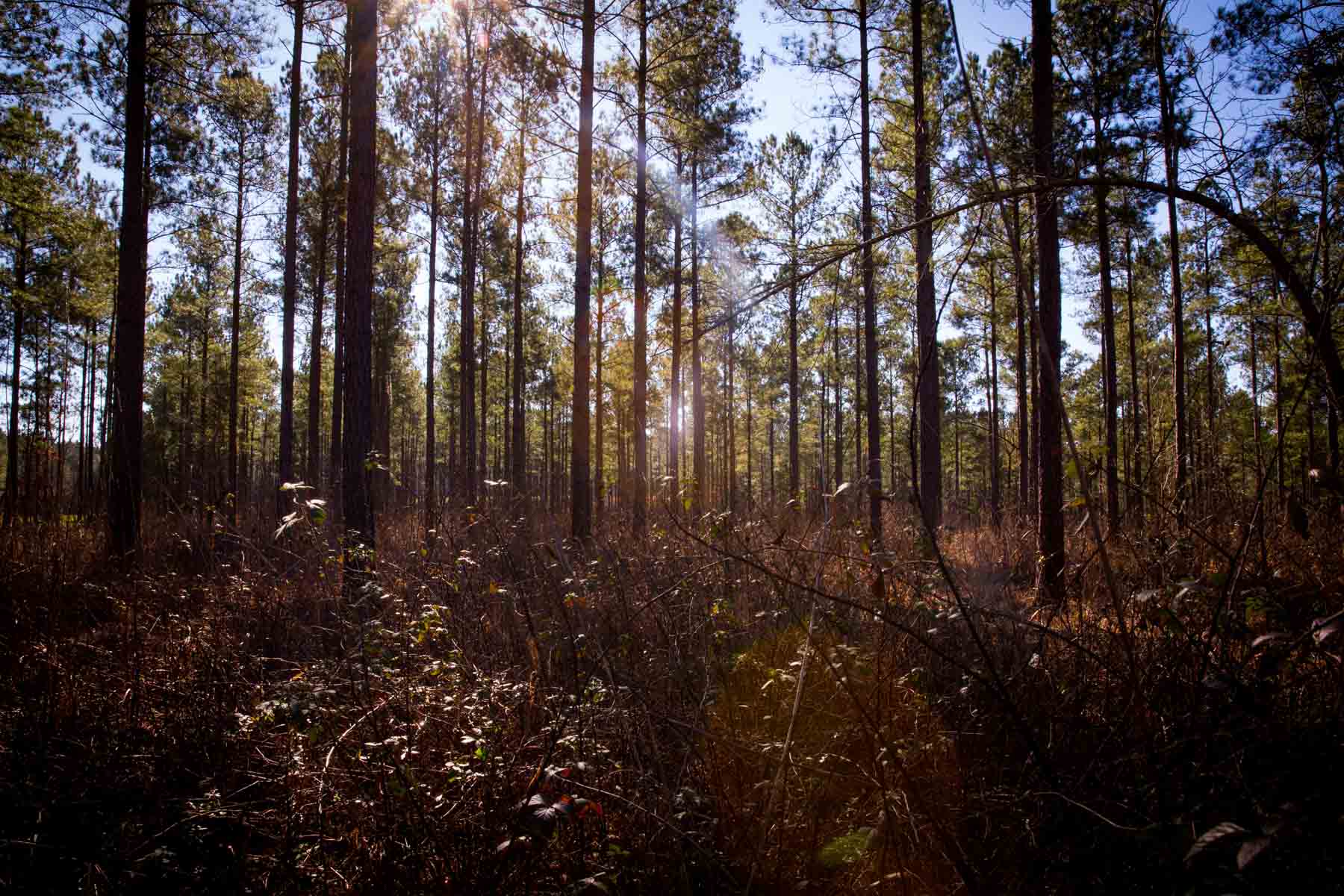 Oconee Farm property picture 9 of 65