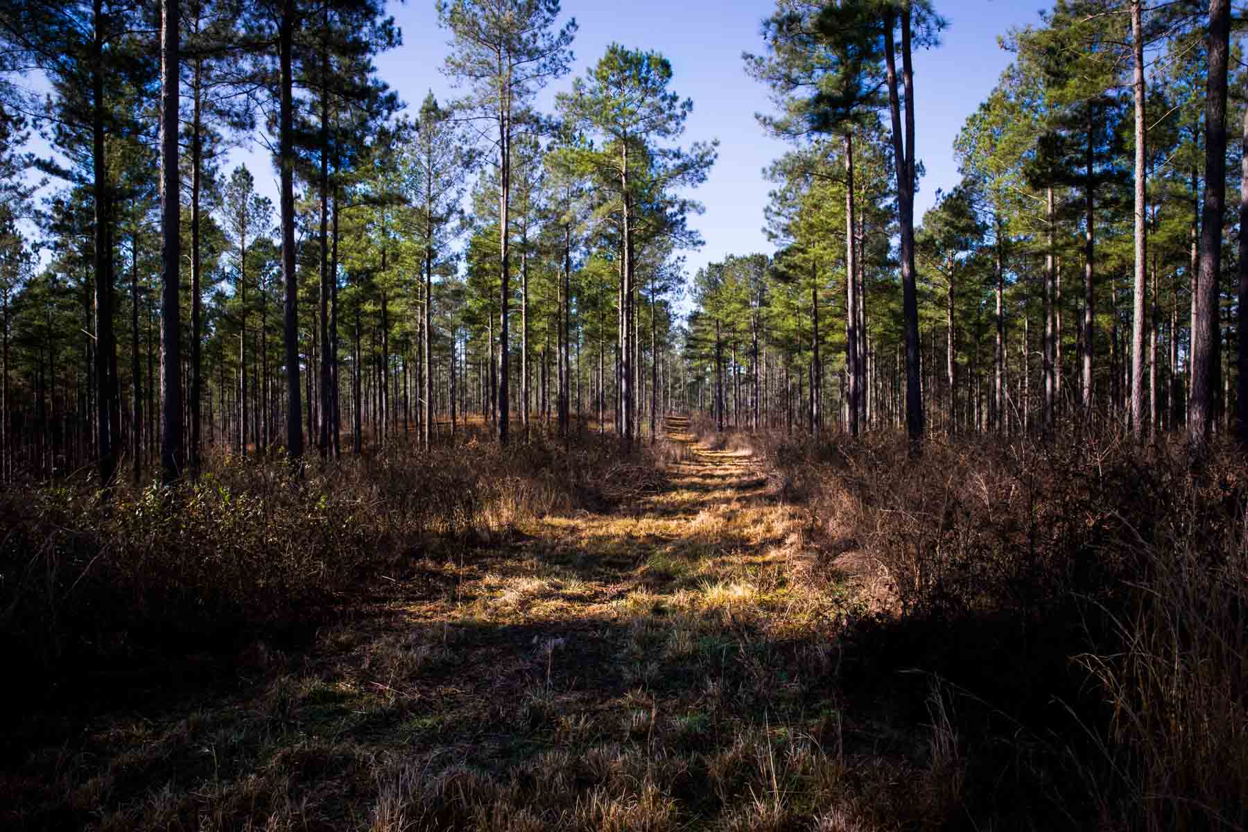 Oconee Farm property picture 18 of 65