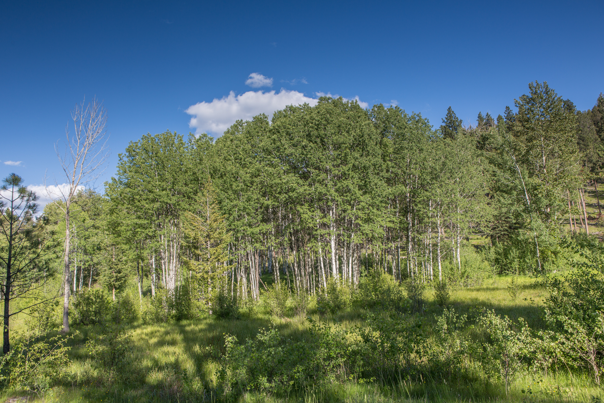 White Moose Ranch property picture 65 of 68