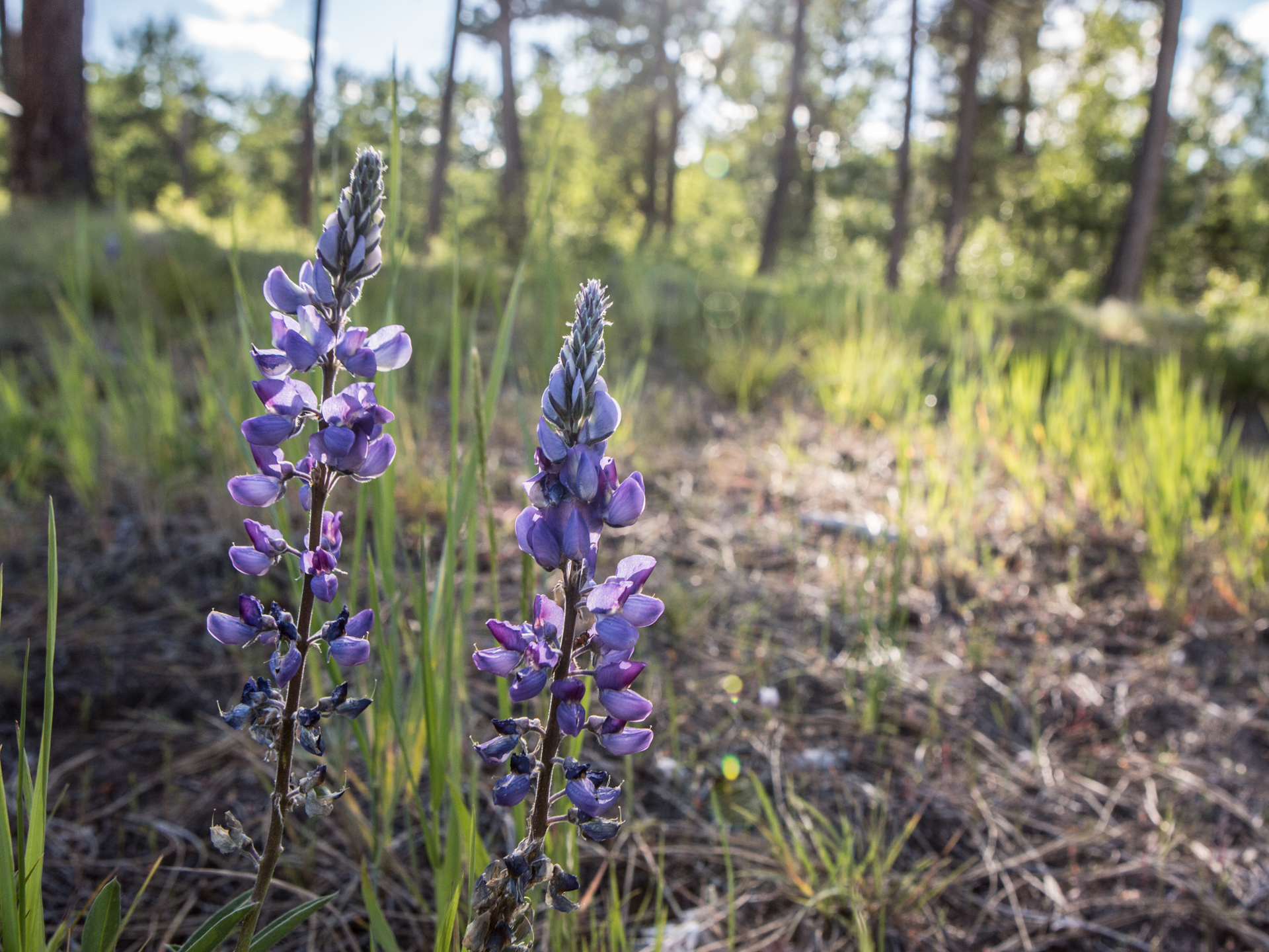White Moose Ranch property picture 3 of 68