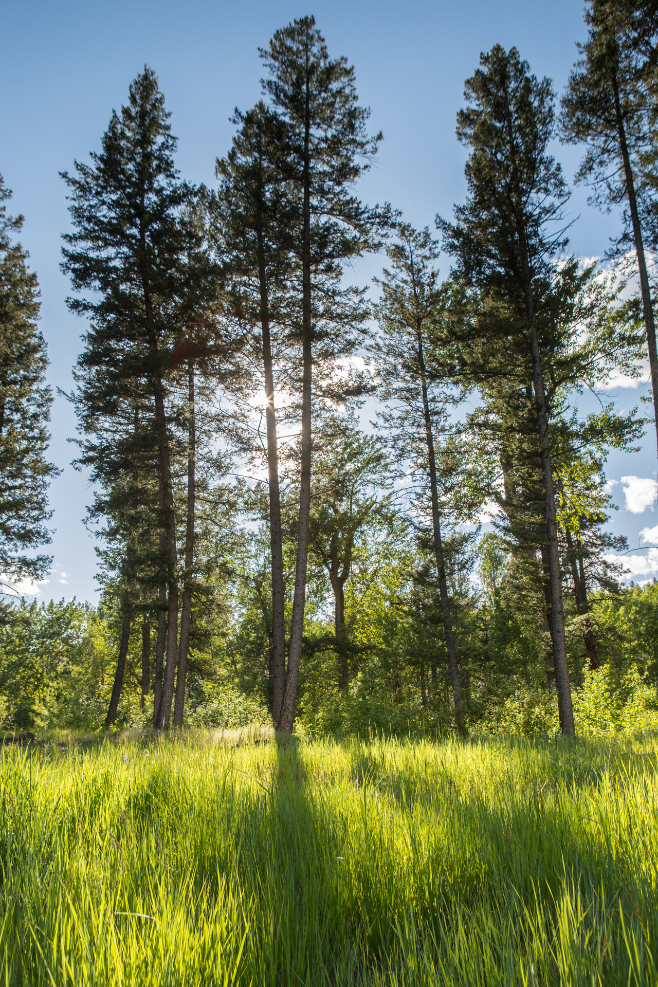 White Moose Ranch property picture 14 of 68